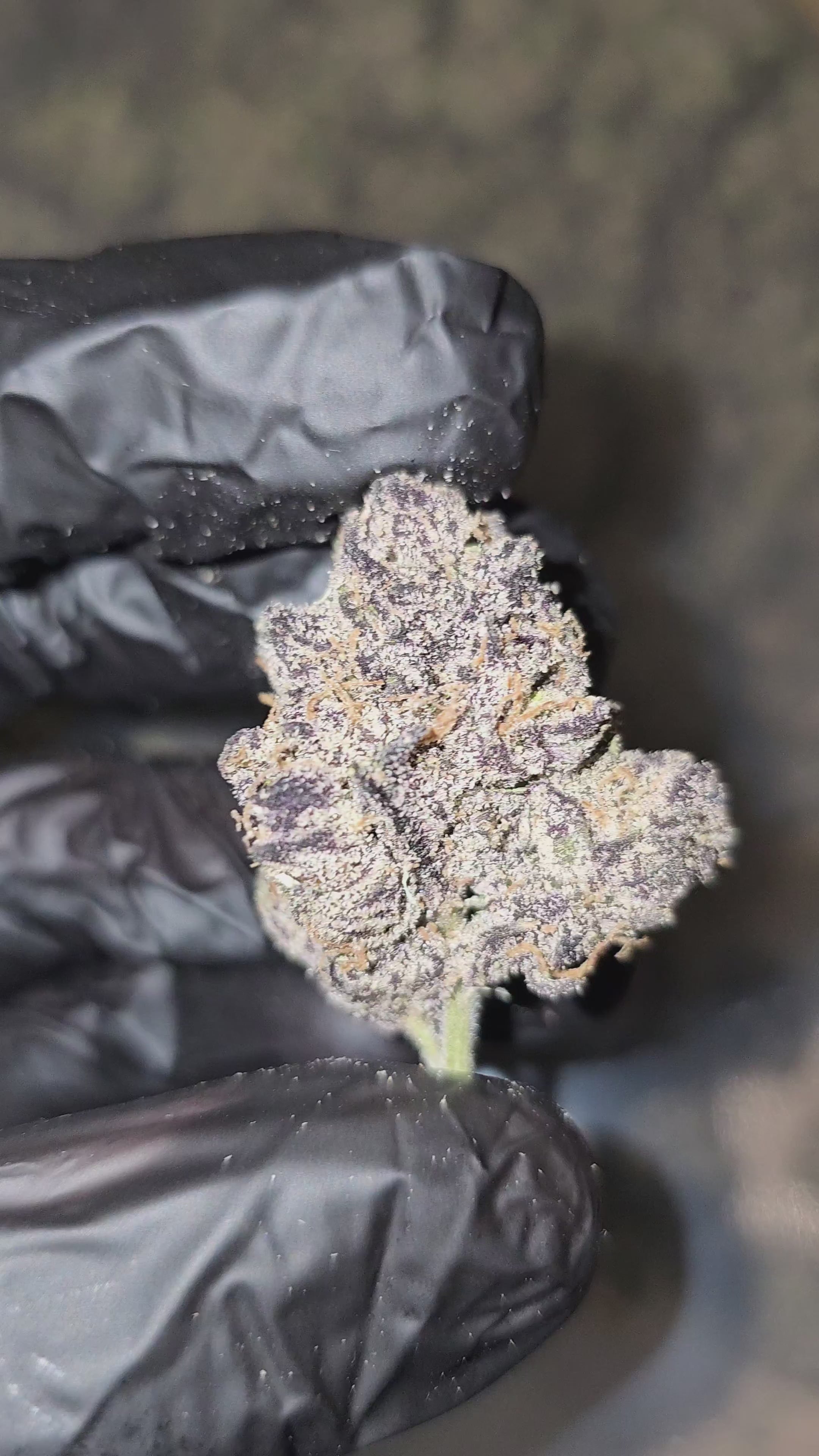 Load video: New Yorker | First Cut Exotics | 32% | Flower