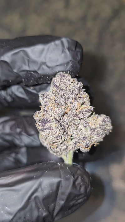 New Yorker | First Cut Exotics | 32% | Flower