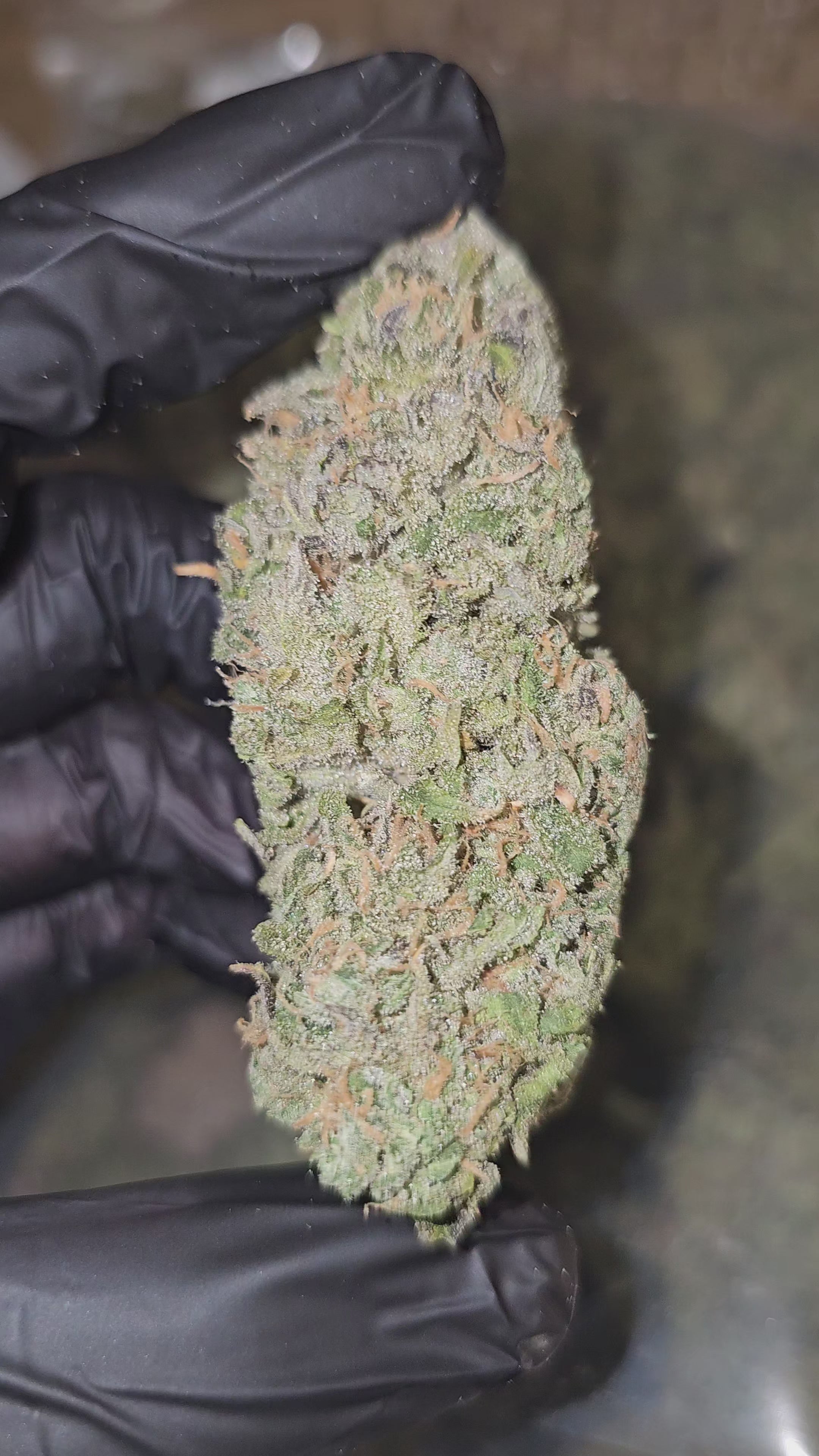 Blue Dream | Boutique Exotics | Flower
