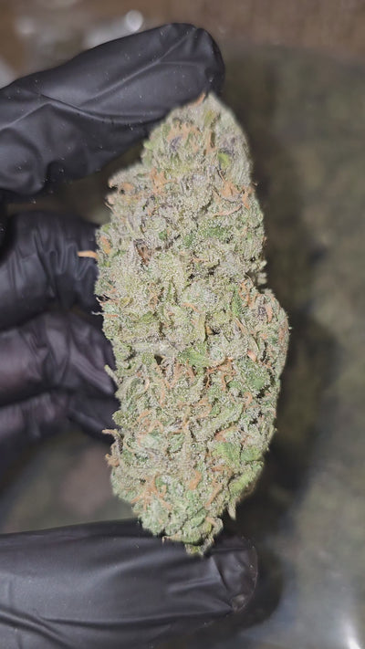 Blue Dream | Boutique Exotics | Flower