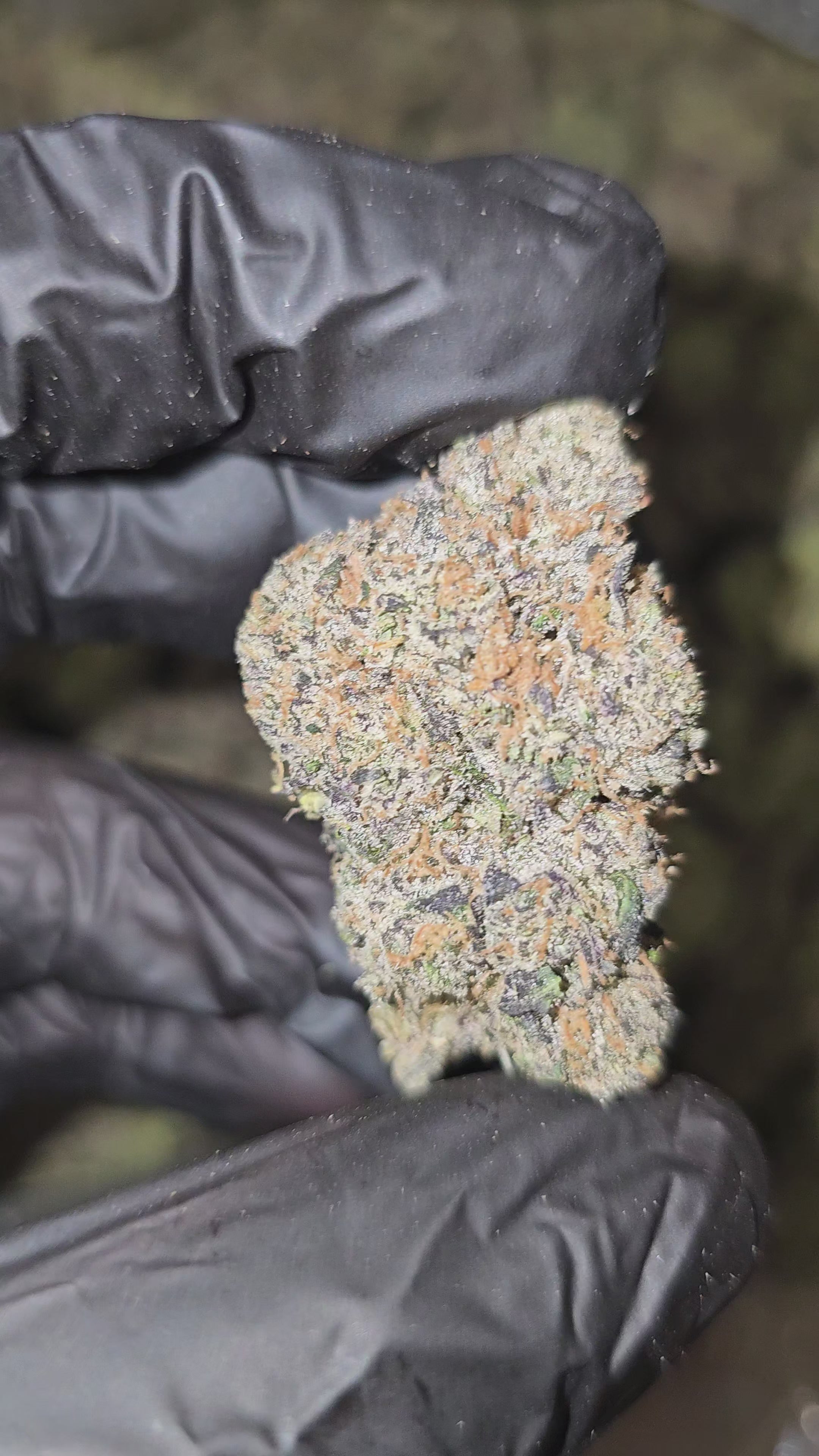Candy Gelato | Boutique Exotics | Flower | 31% | On Sale