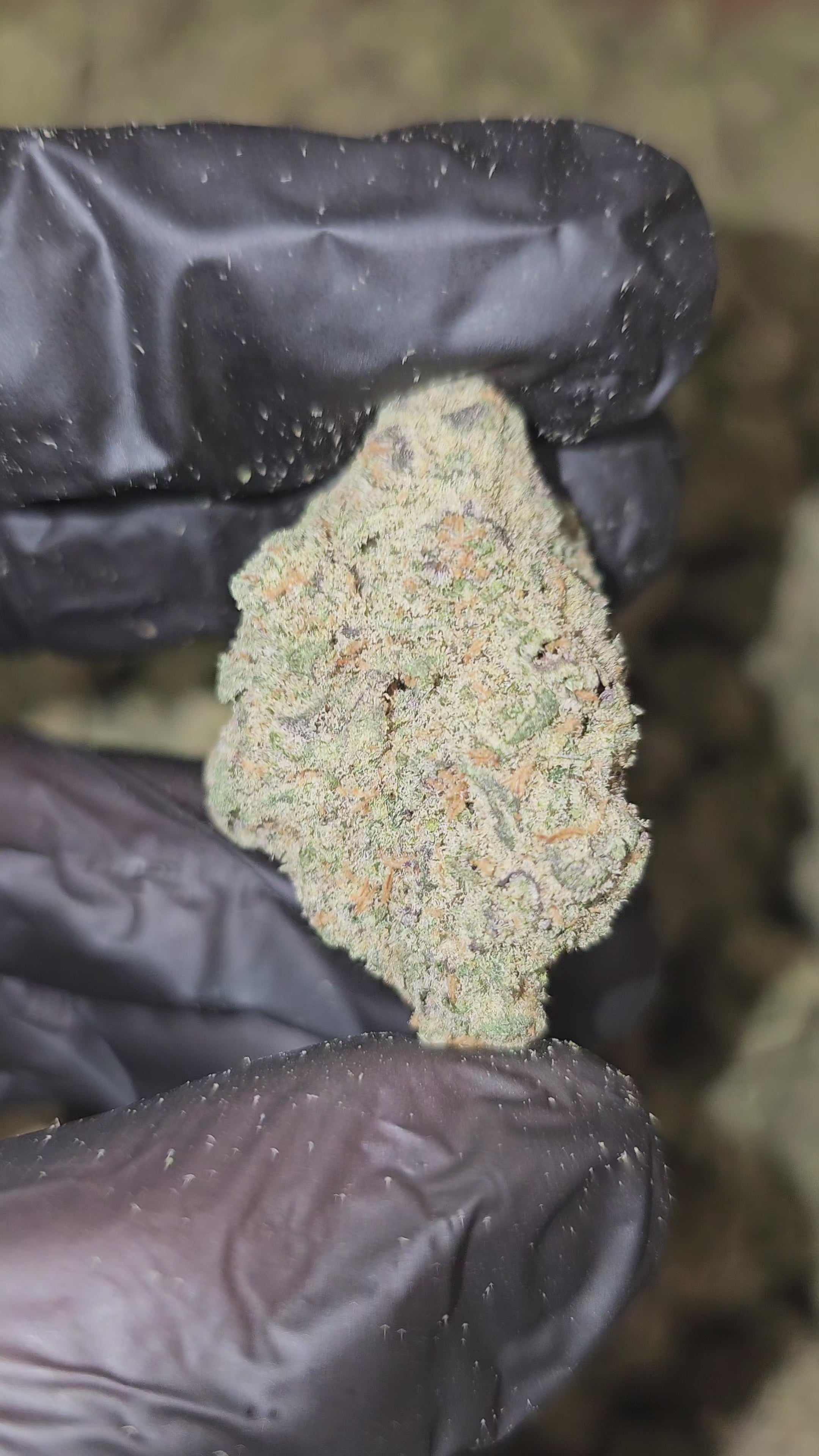 818 Headband | Boutique Exotics | Flower | MEMBERS ONLY DEAL