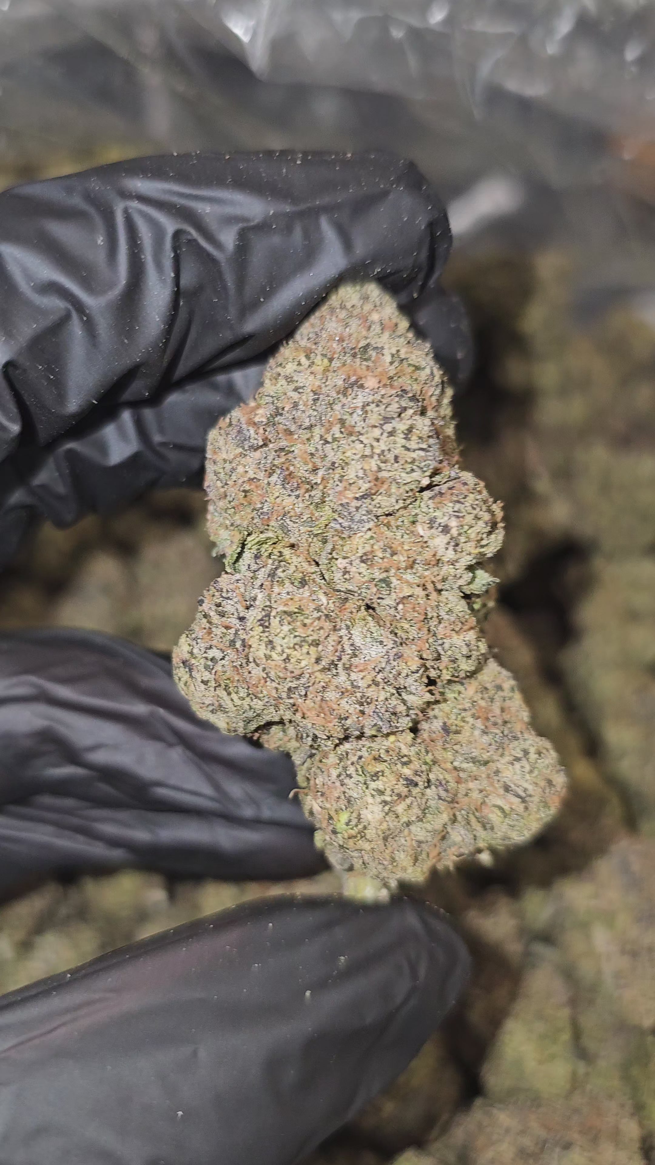 Load video: Black Runtz | Top Tier | Flower