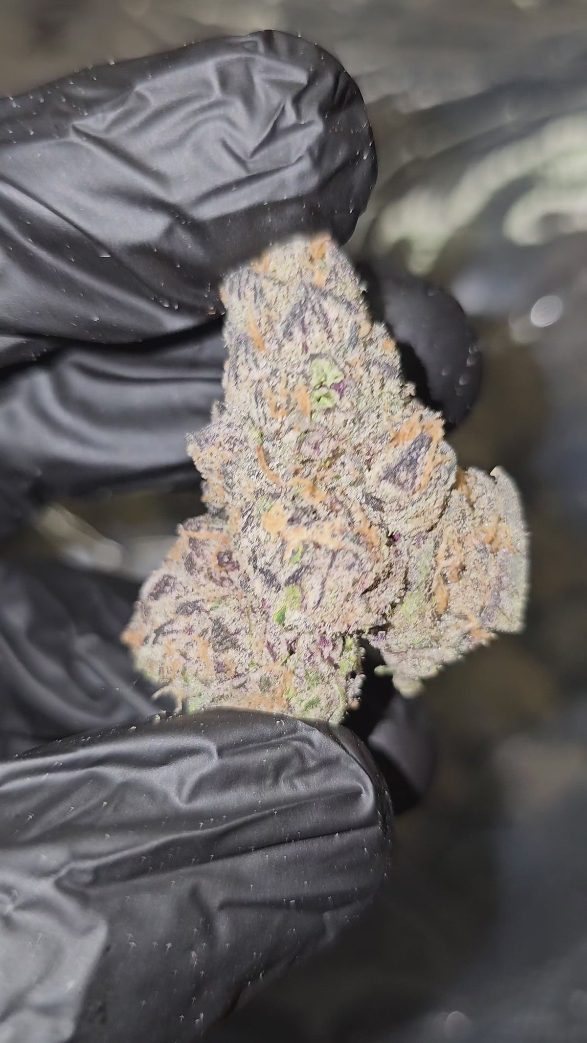 Black Onion | First Cut Exotics | Flower