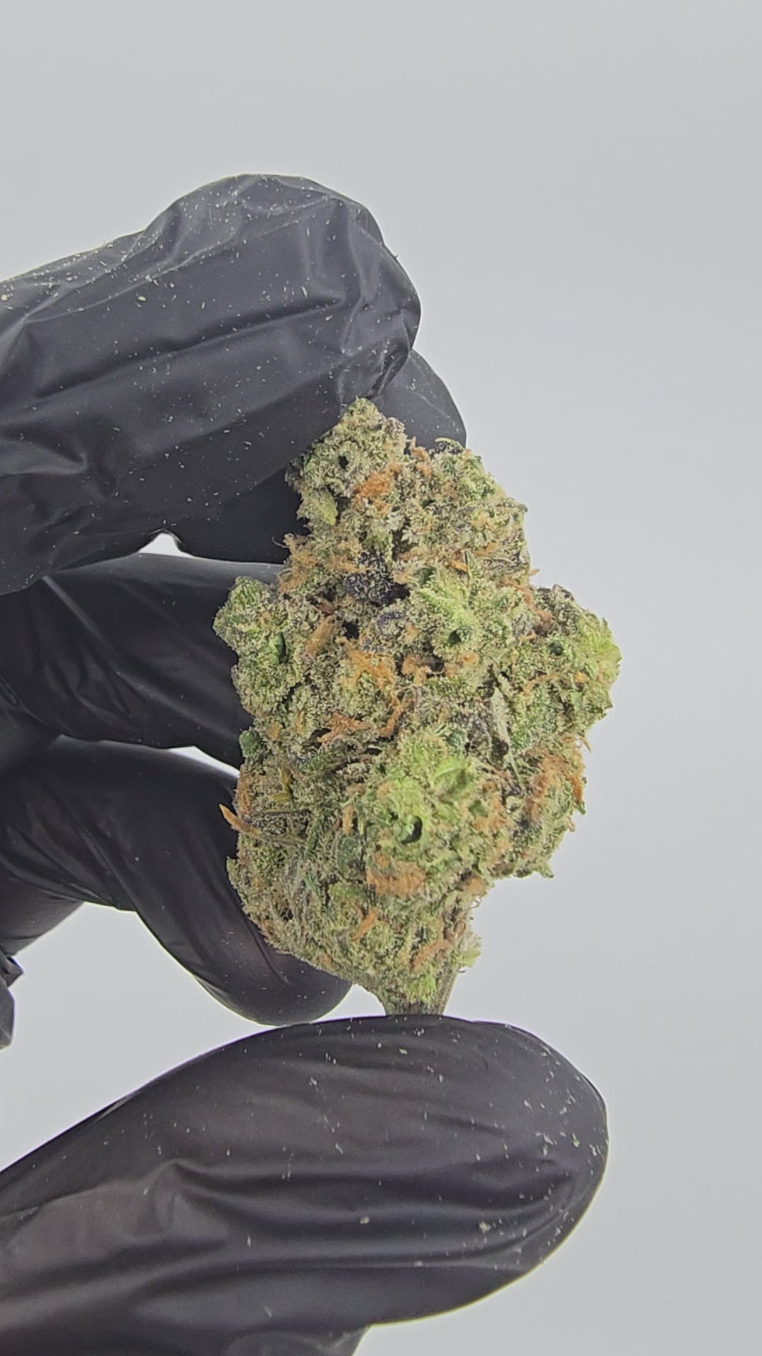 Load video: Blue Dream | Boutique Tier | Flower