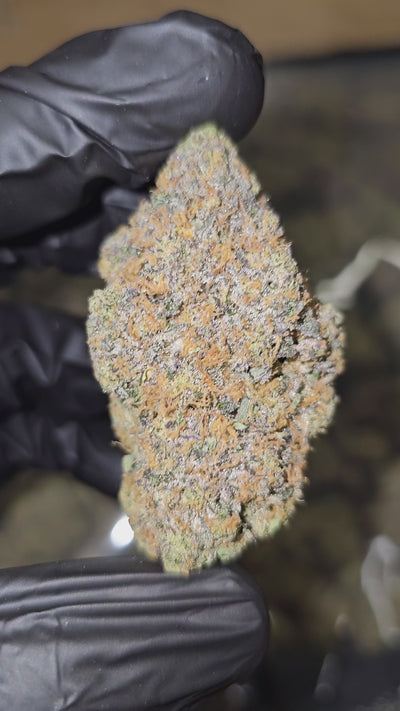 RS11 "Rainbow Sherbet" | First Cut Exotics | Flower