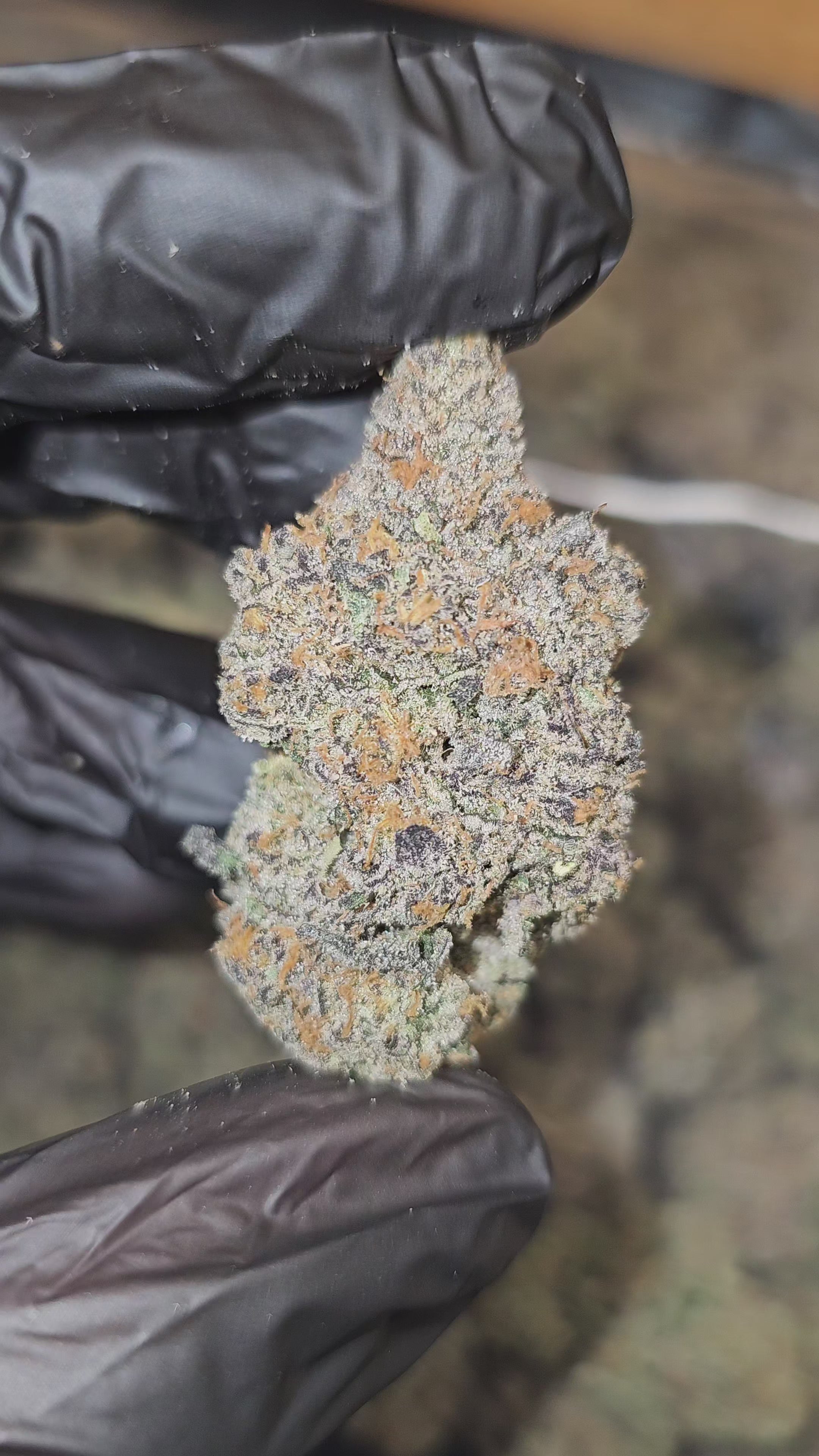 Load video: Zerealz | [Cereal Milk x Zkittlez] | First Cut Exclusive | Flower