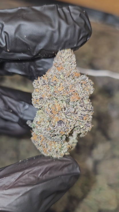 Zerealz | [Cereal Milk x Zkittlez] | First Cut Exclusive | Flower