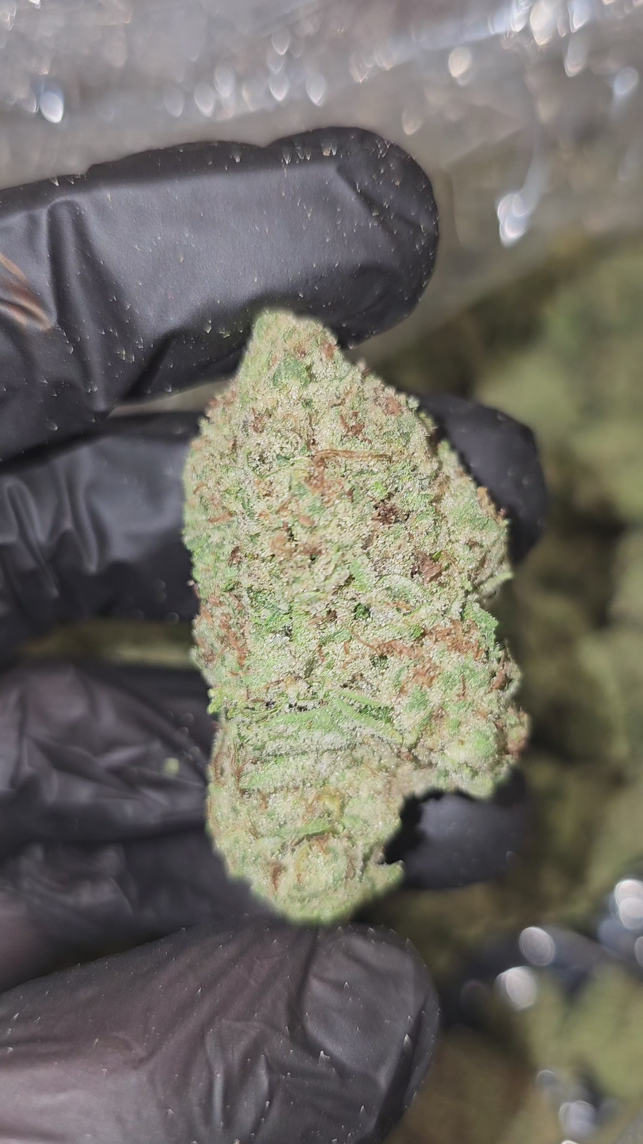 Load video: Black Truffle Pie | Top Tier | Flower