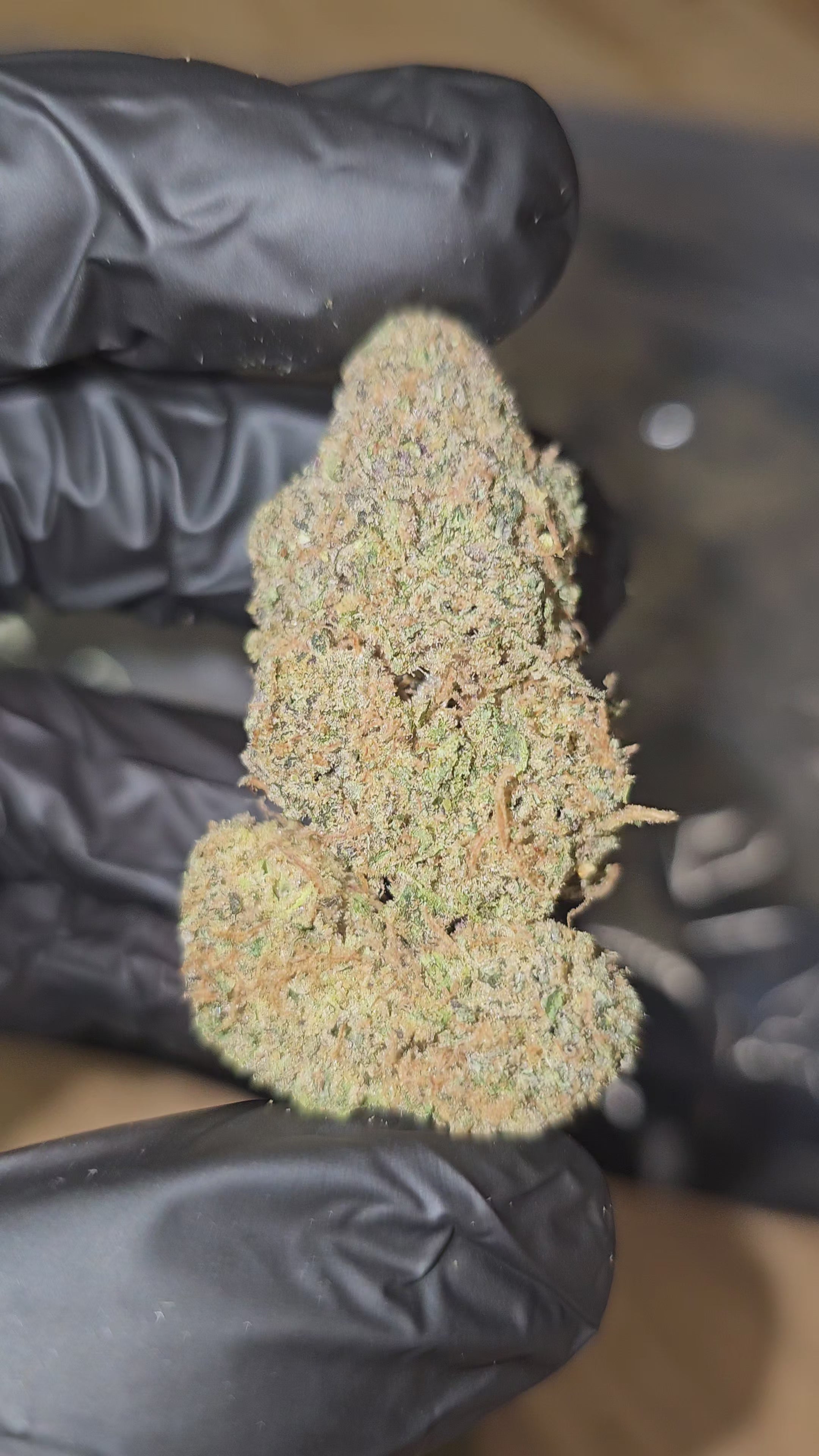Load video: Bahama Mama | Top Shelf | Flower