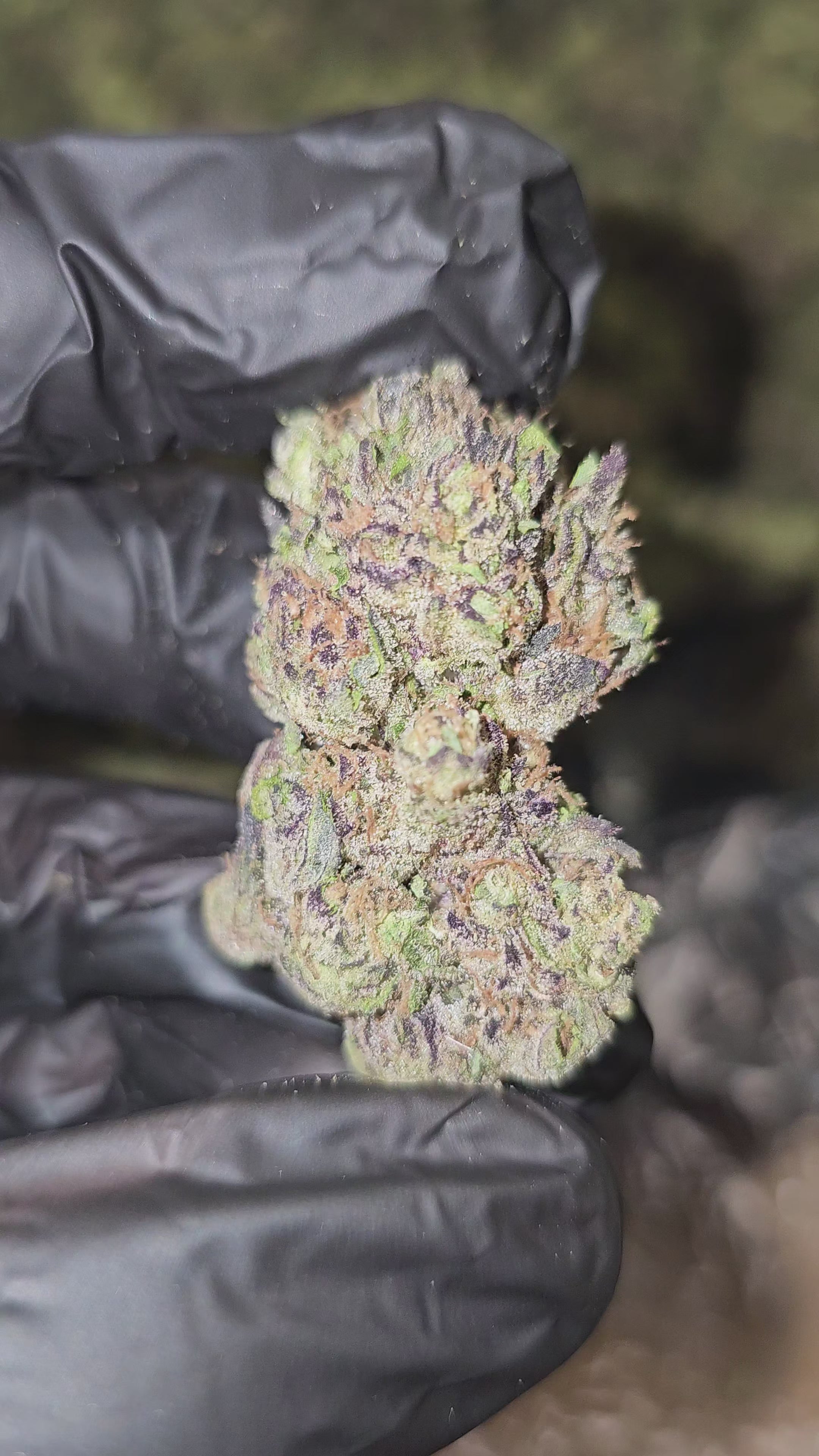 Banana Killer | Top Shelf | Flower