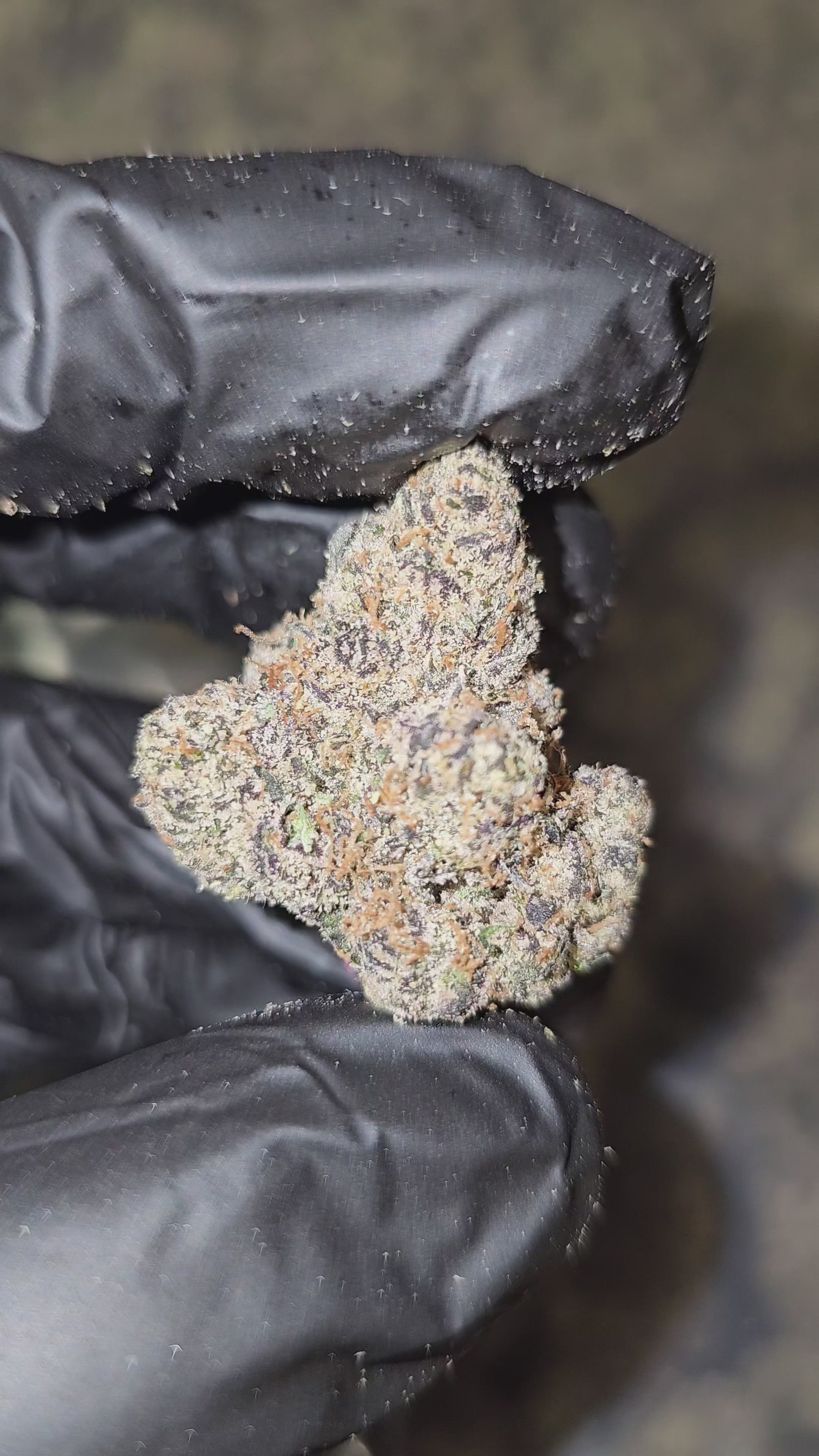 Larry Bird | First Cut Exotics | Flower
