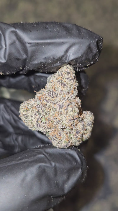Larry Bird | First Cut Exotics | Flower