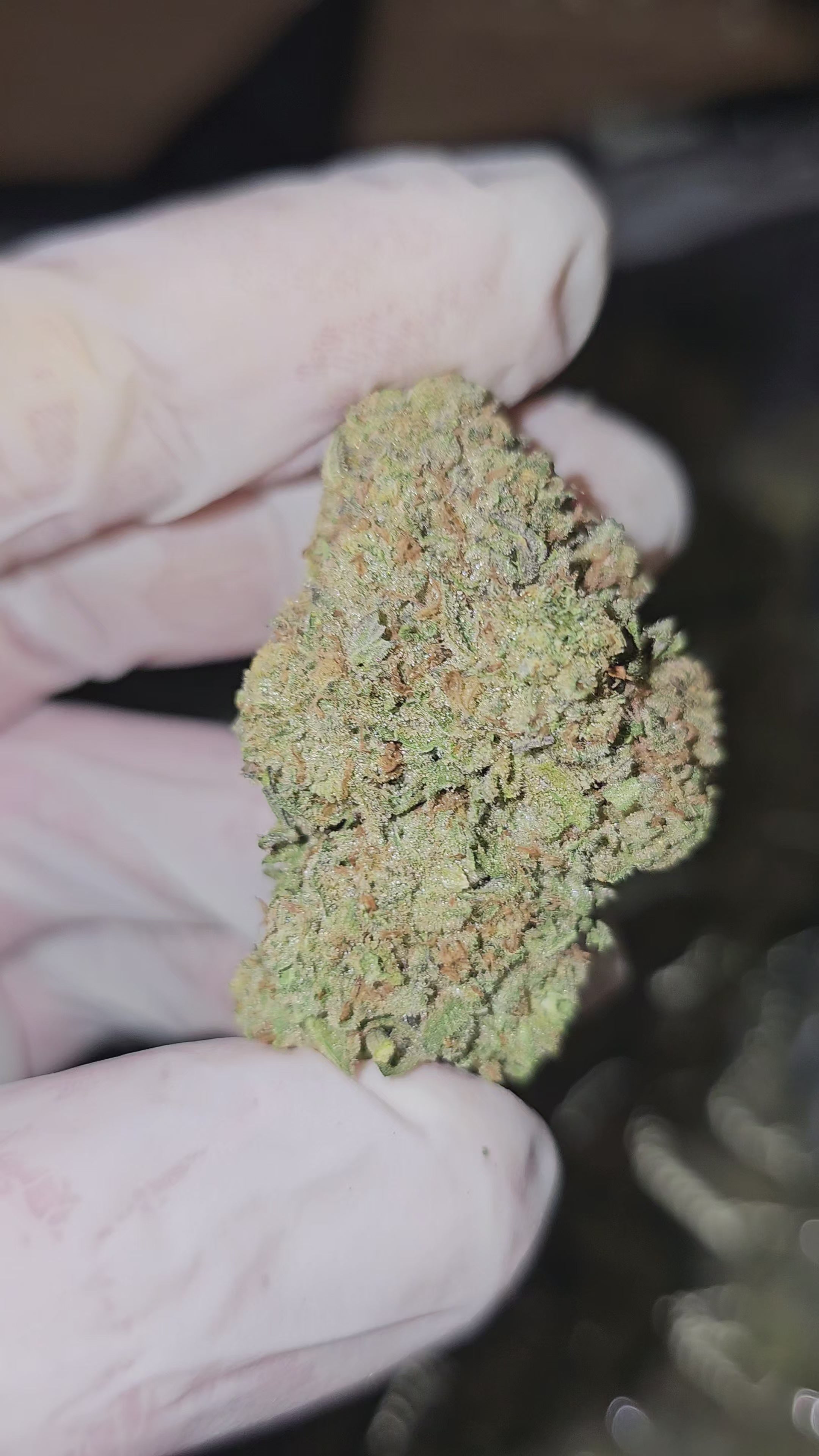 Load video: Pineapple Express | Top Shelf | Flower | On Sale