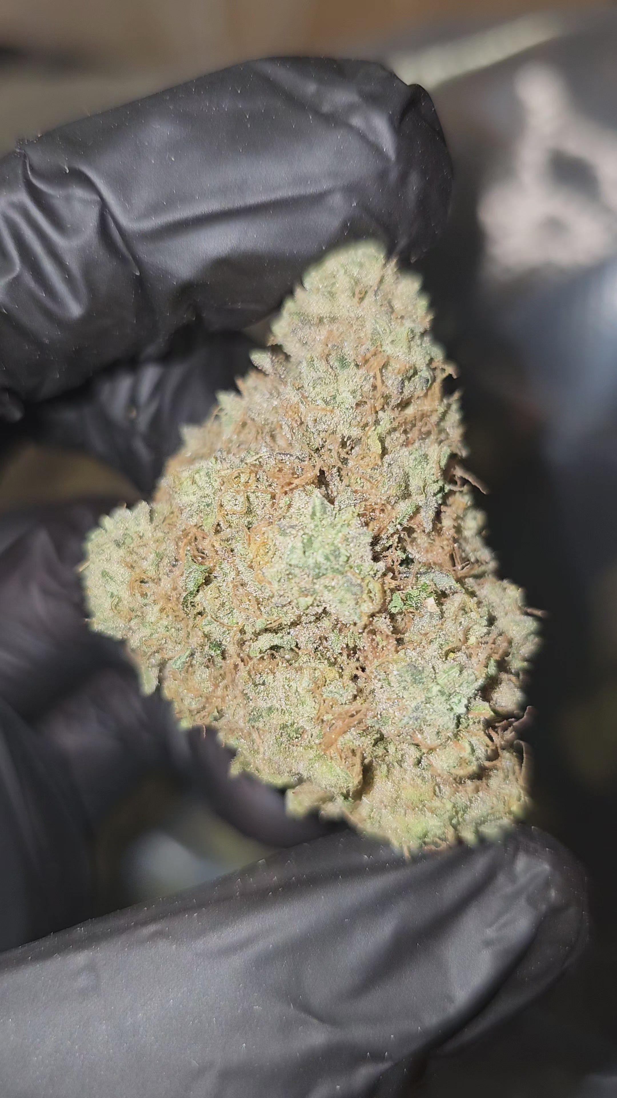 Load video: Maple Fumez | Boutique Exotics | Flower