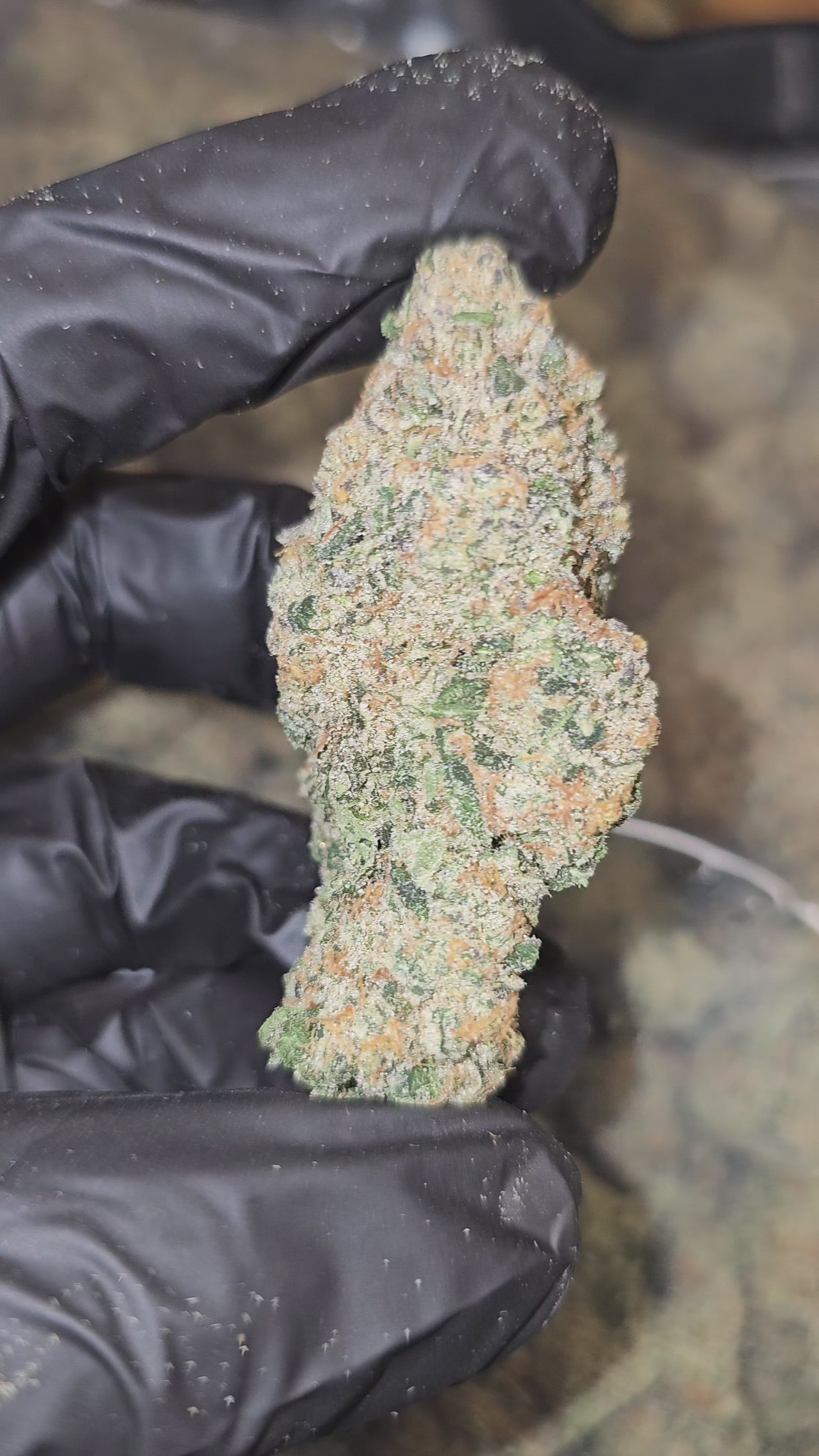 Frog Poison | First Cut Exotics | Flower | 7 Gram Packs