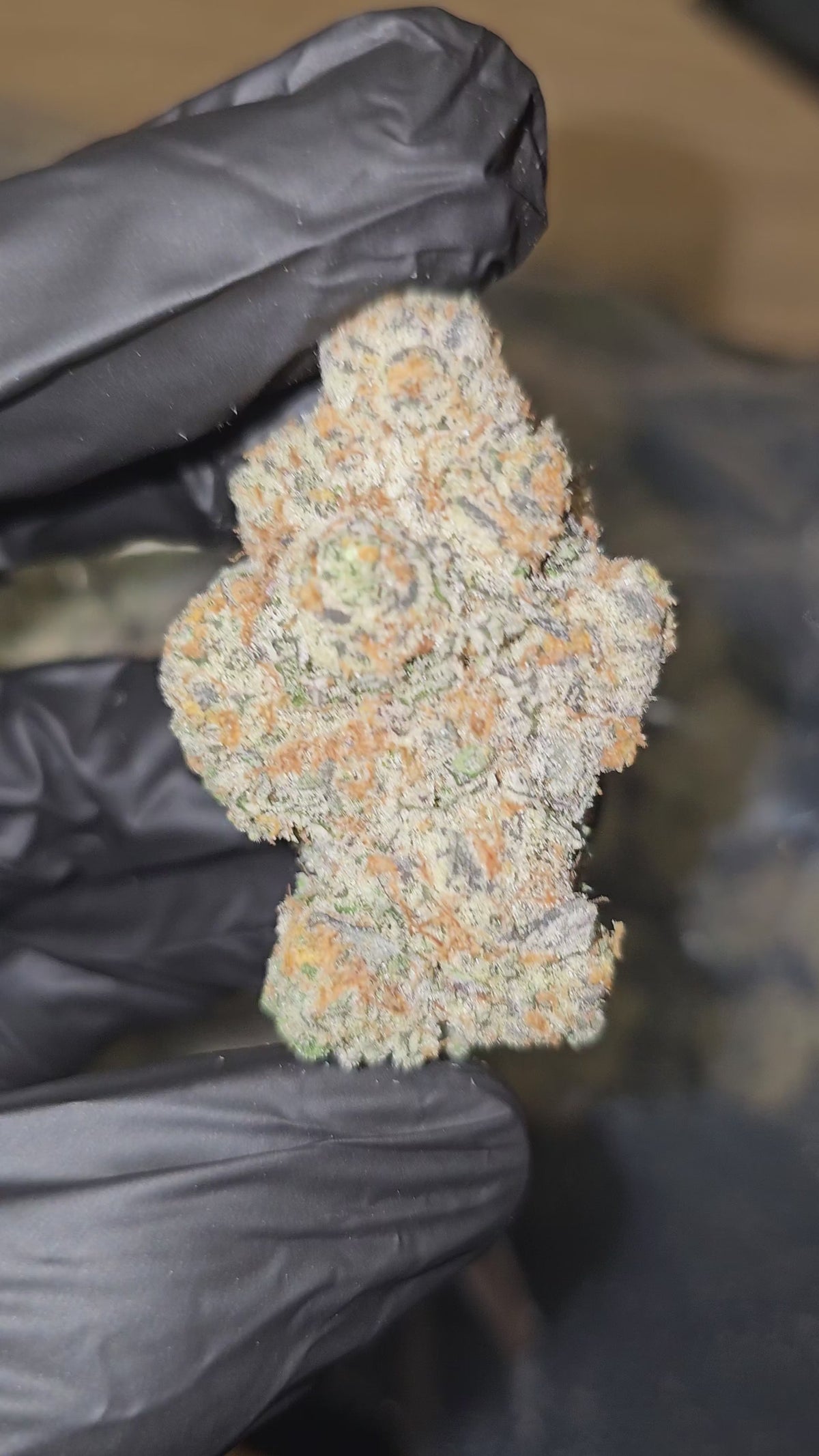 Load video: Astronaut Status | First Cut Exotics | Flower
