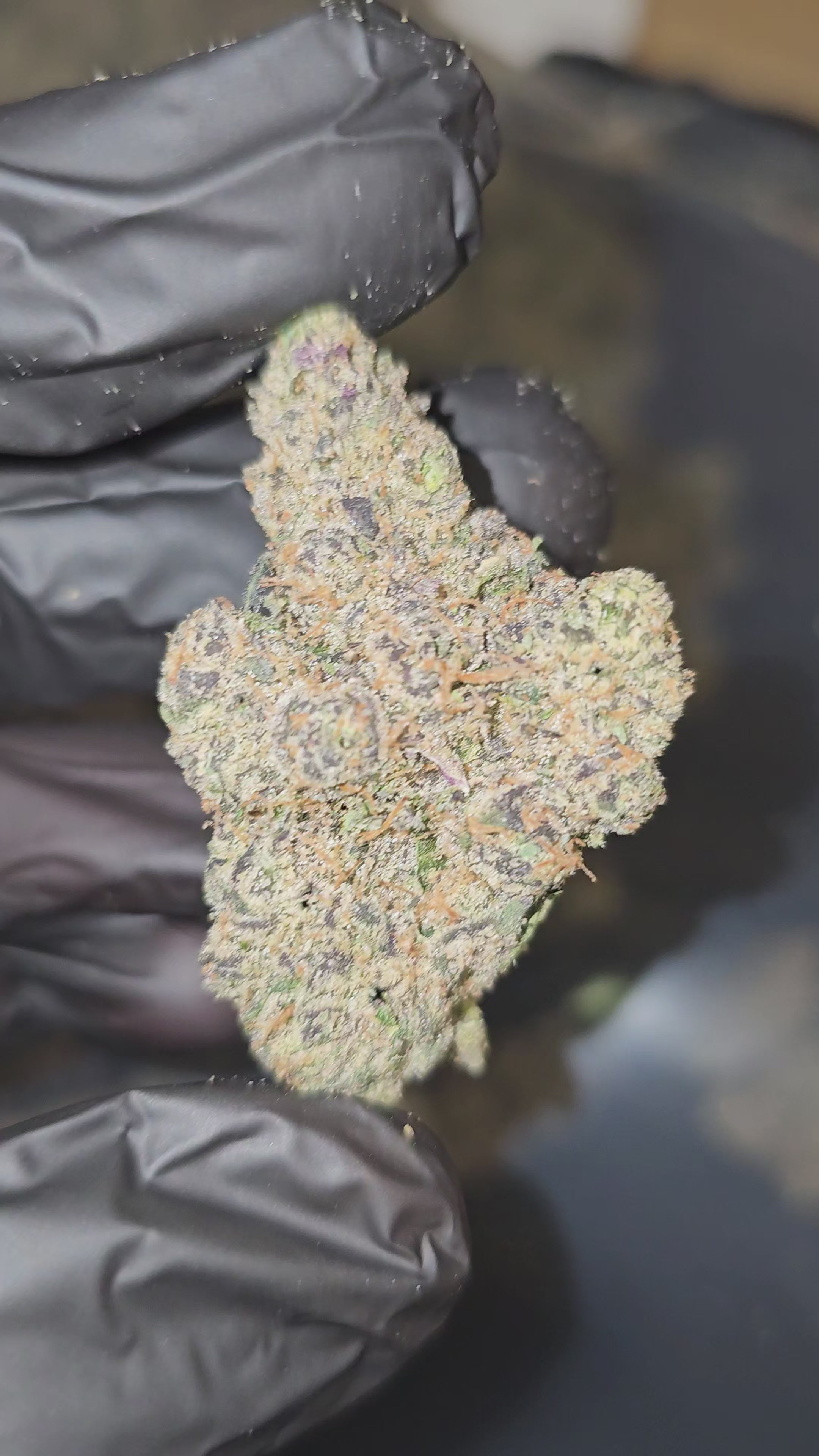 Lemon Cherry Milk | First Cut Exotics | Flower | ON SALE