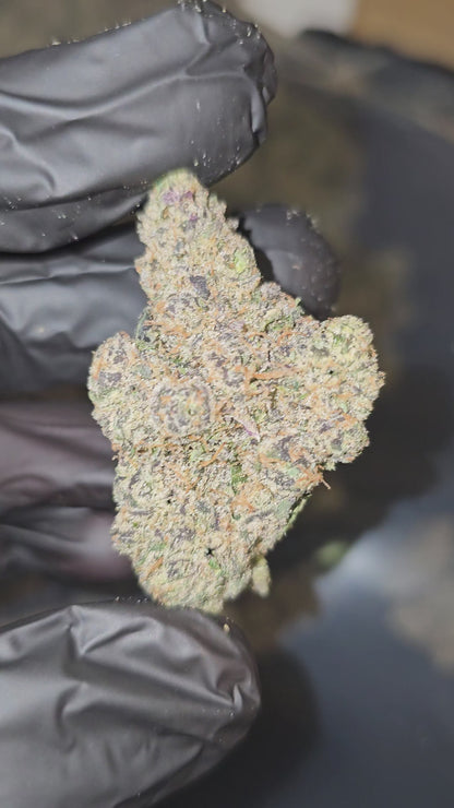 Lemon Cherry Milk | First Cut Exotics | Flower | ON SALE