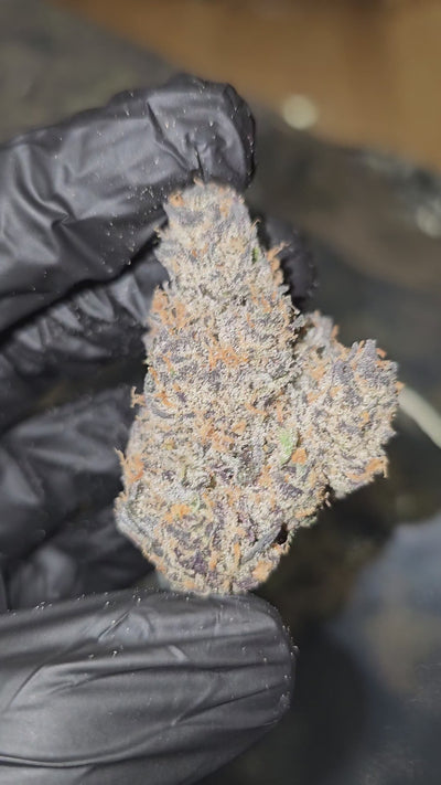 Black Jesus | Private Reserve Flower | 34%