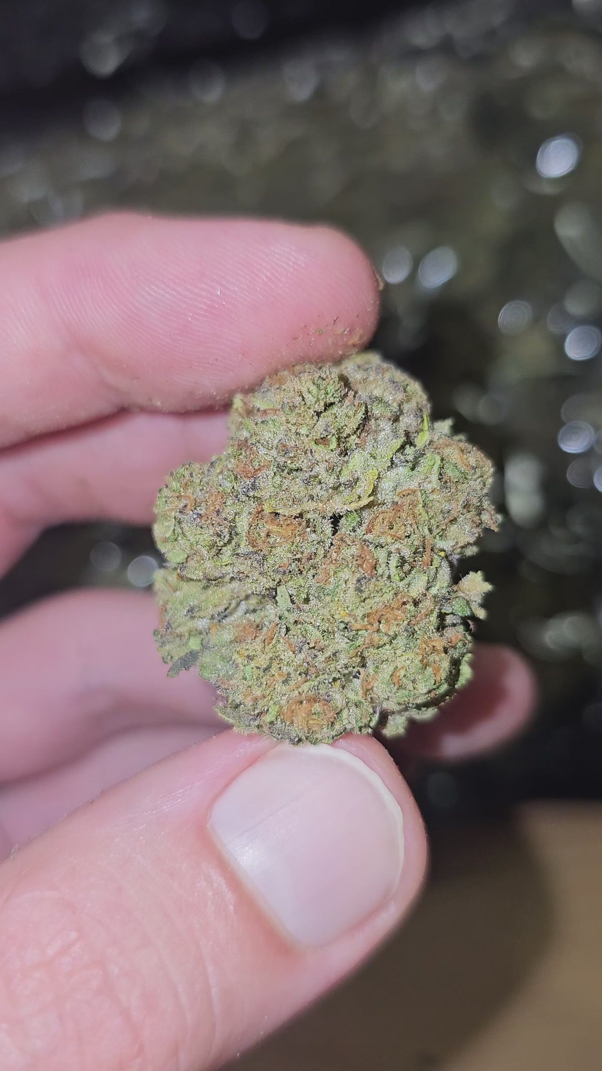 Blue Andeze | Top Shelf Flower | On Sale