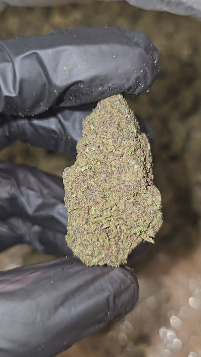 Tropical Cherry | Budget Shelf | 32% | Flower | On Sale