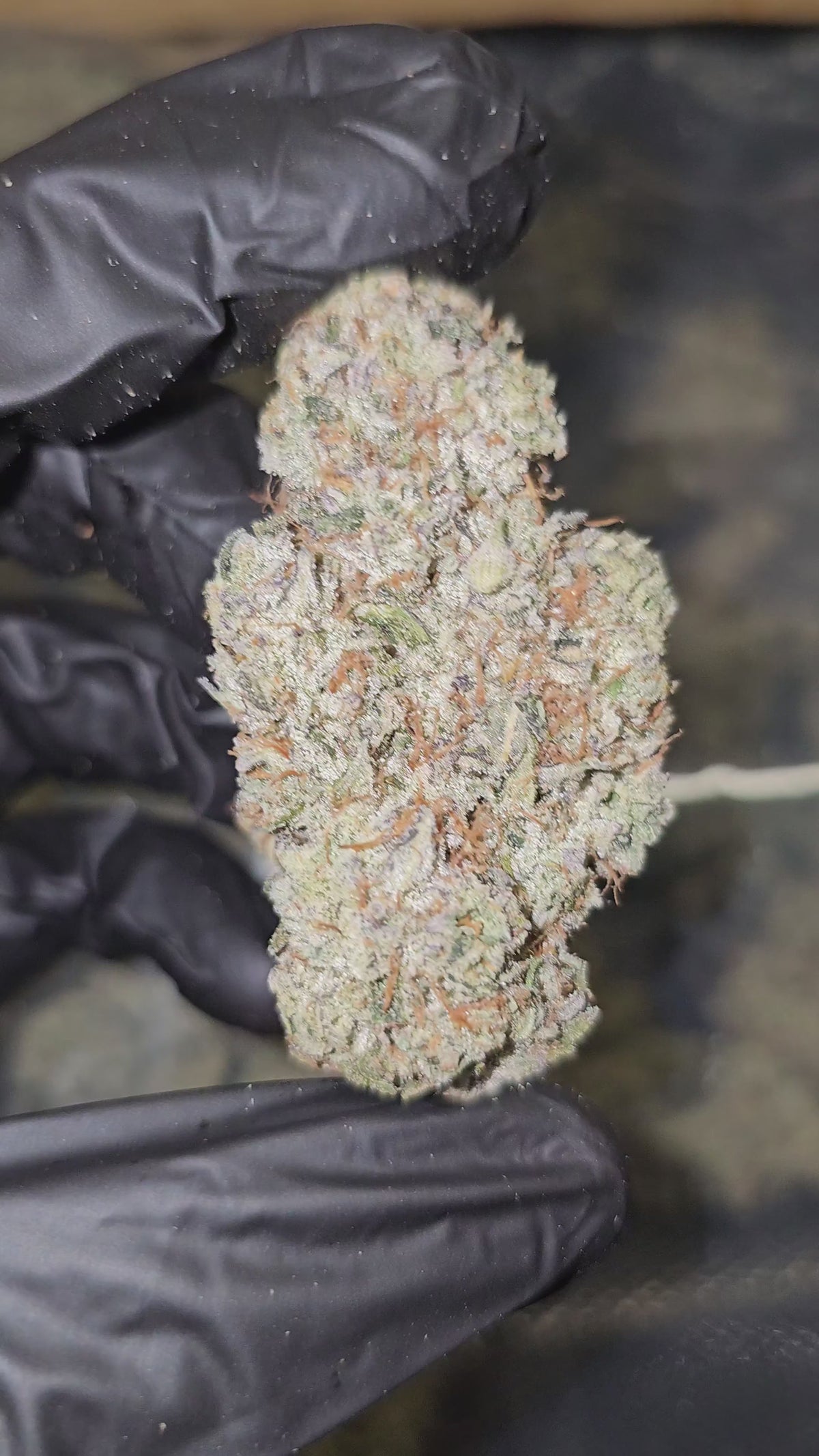 StrawnApple | First Cut Exotics | Flower