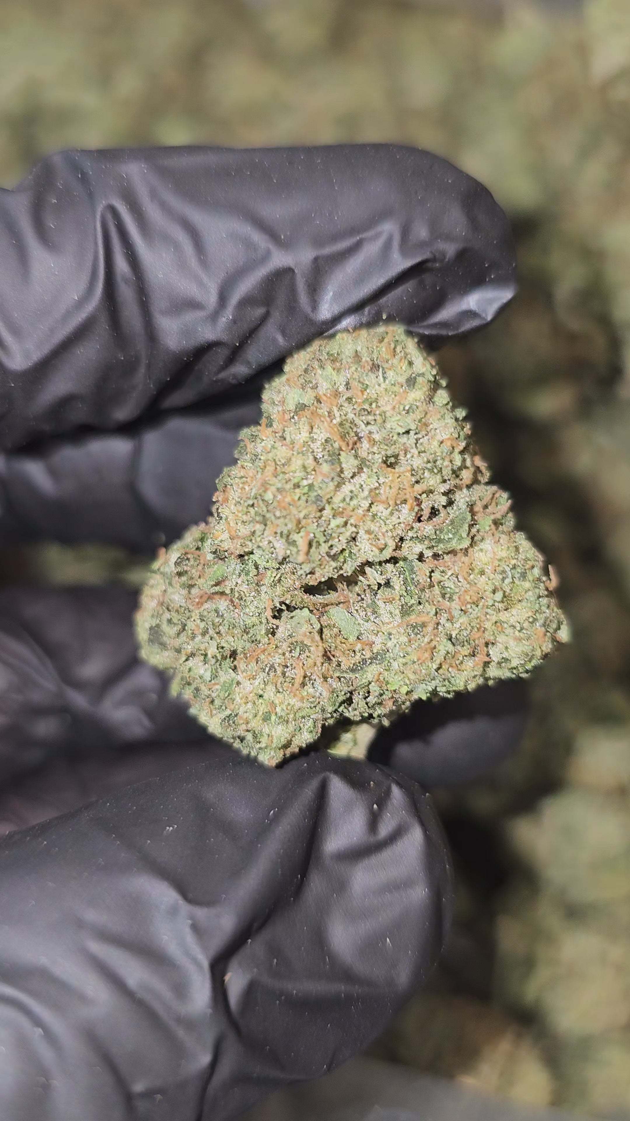 Alien Banana OG | Top Shelf | Flower | ON SALE