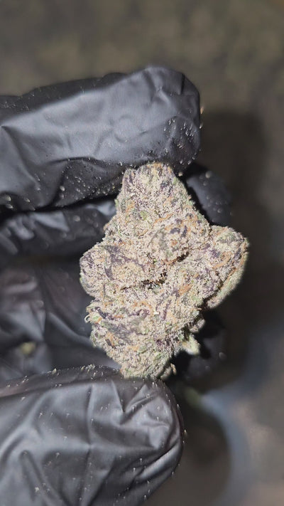 New Yorker | First Cut Exotics | 32% | Flower