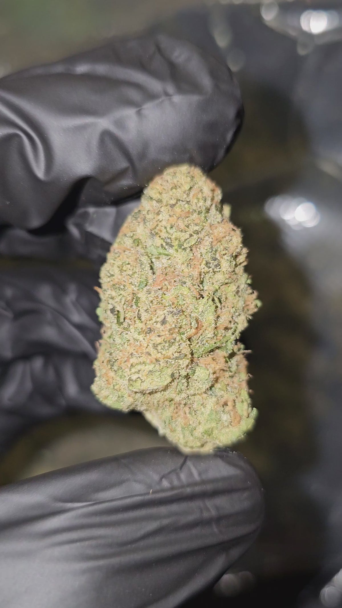 Load video: Electric Wifi | Top Shelf Flower 31% | On Sale