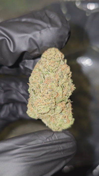 Electric Wifi | Top Shelf Flower 31% | On Sale
