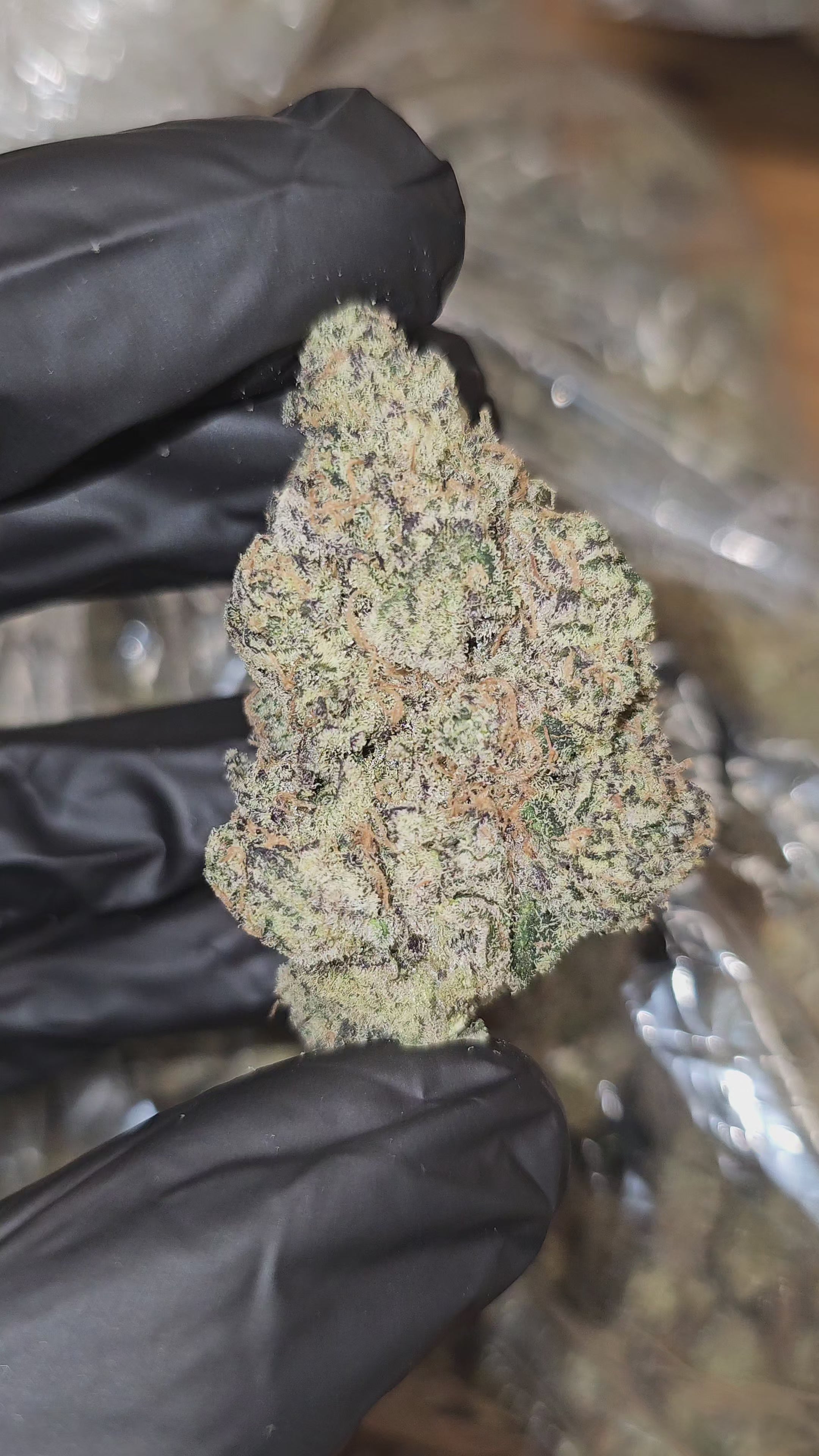 Load video: Blueberry Bolo Runtz | First Cut Exclusive | Flower | 37.35%