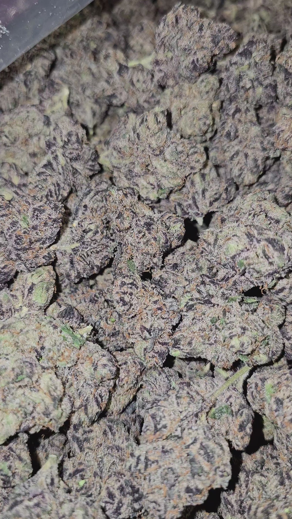 Watermelon Skittlez | First Cut Exotics Flower | ON SALE