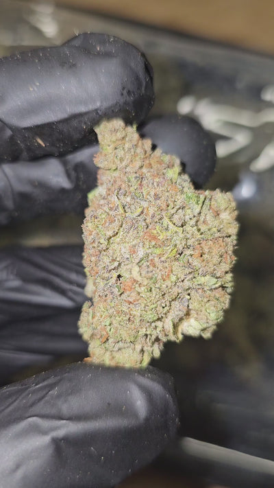 Gelato | Top Shelf | Flower | ON SALE