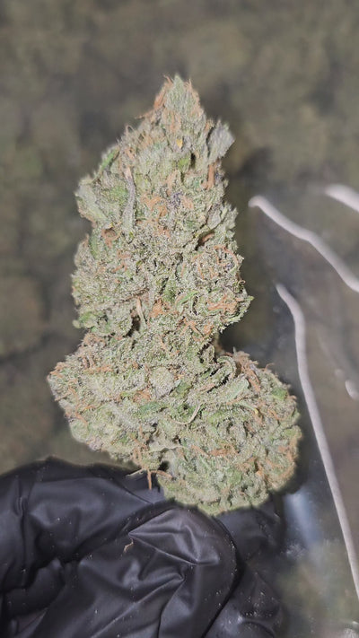 Blue Dream | Boutique Exotics | Flower