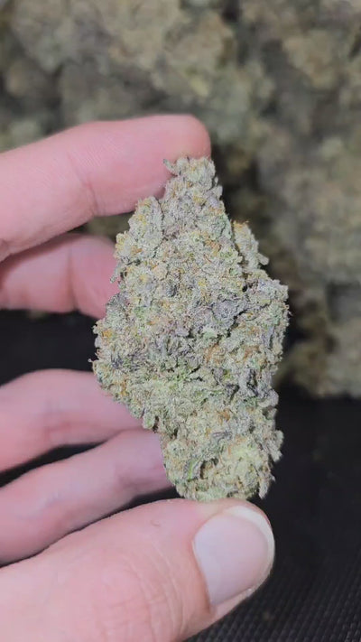 MAC 1 | First Cut Exclusive | Flower