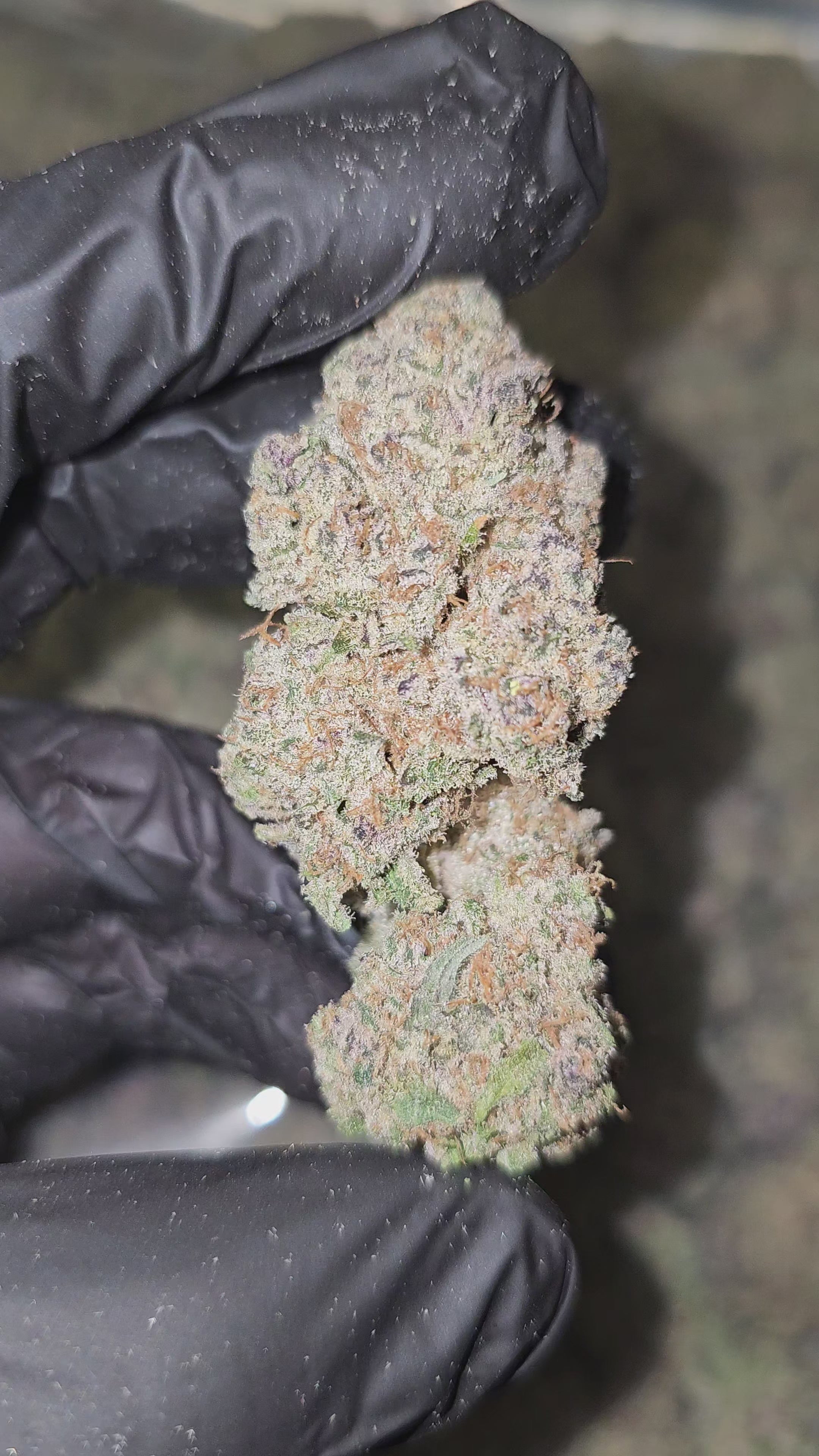 Load video: Royal Kush | Boutique Exotics | Flower | On Sale - Members Only