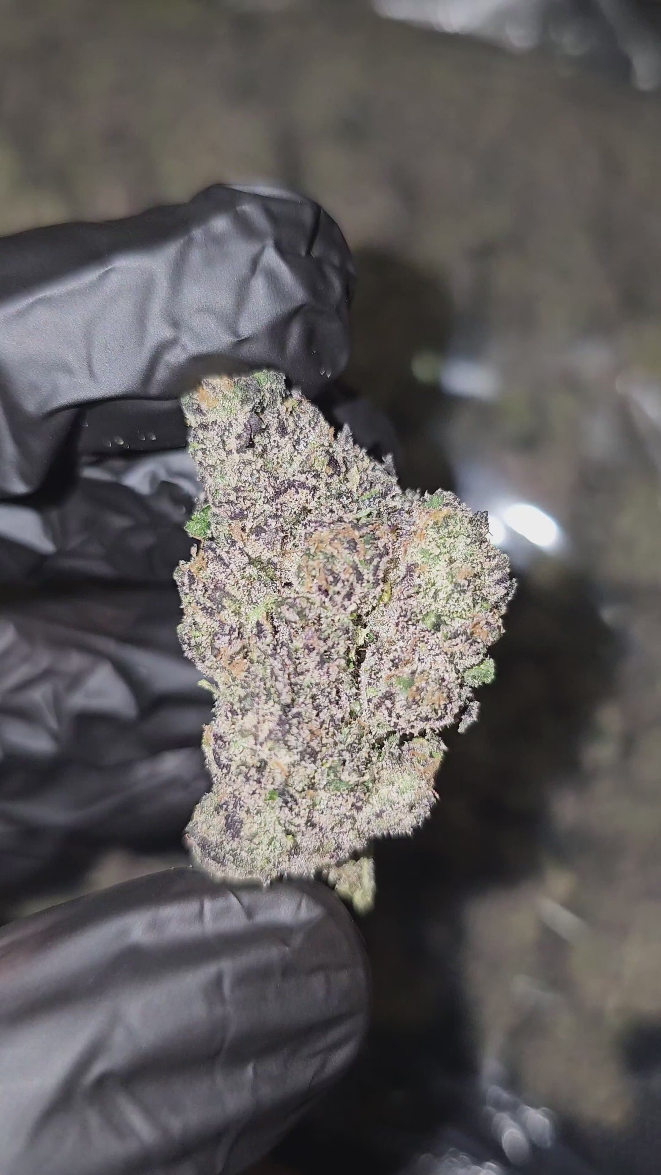 Rocket Pop | First Cut Exotics | Flower | ON SALE