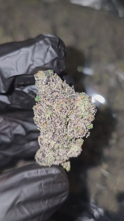 Rocket Pop | First Cut Exotics | Flower | ON SALE