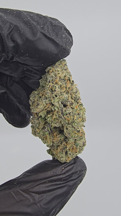 Lemon Cherry Gelato | Boutique Tier | Flower