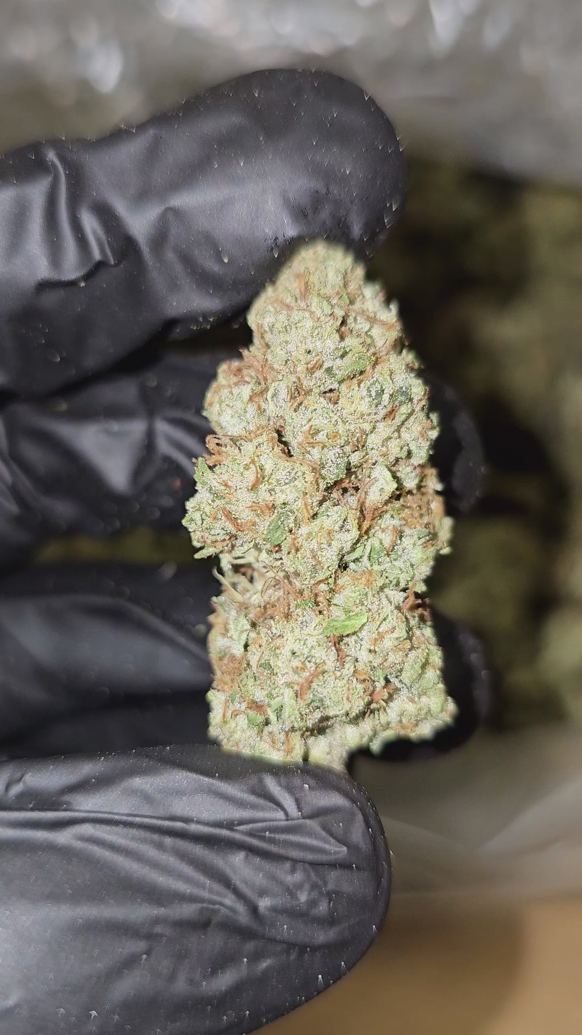 Load video: Red Congo | Top Shelf Flower | On Sale