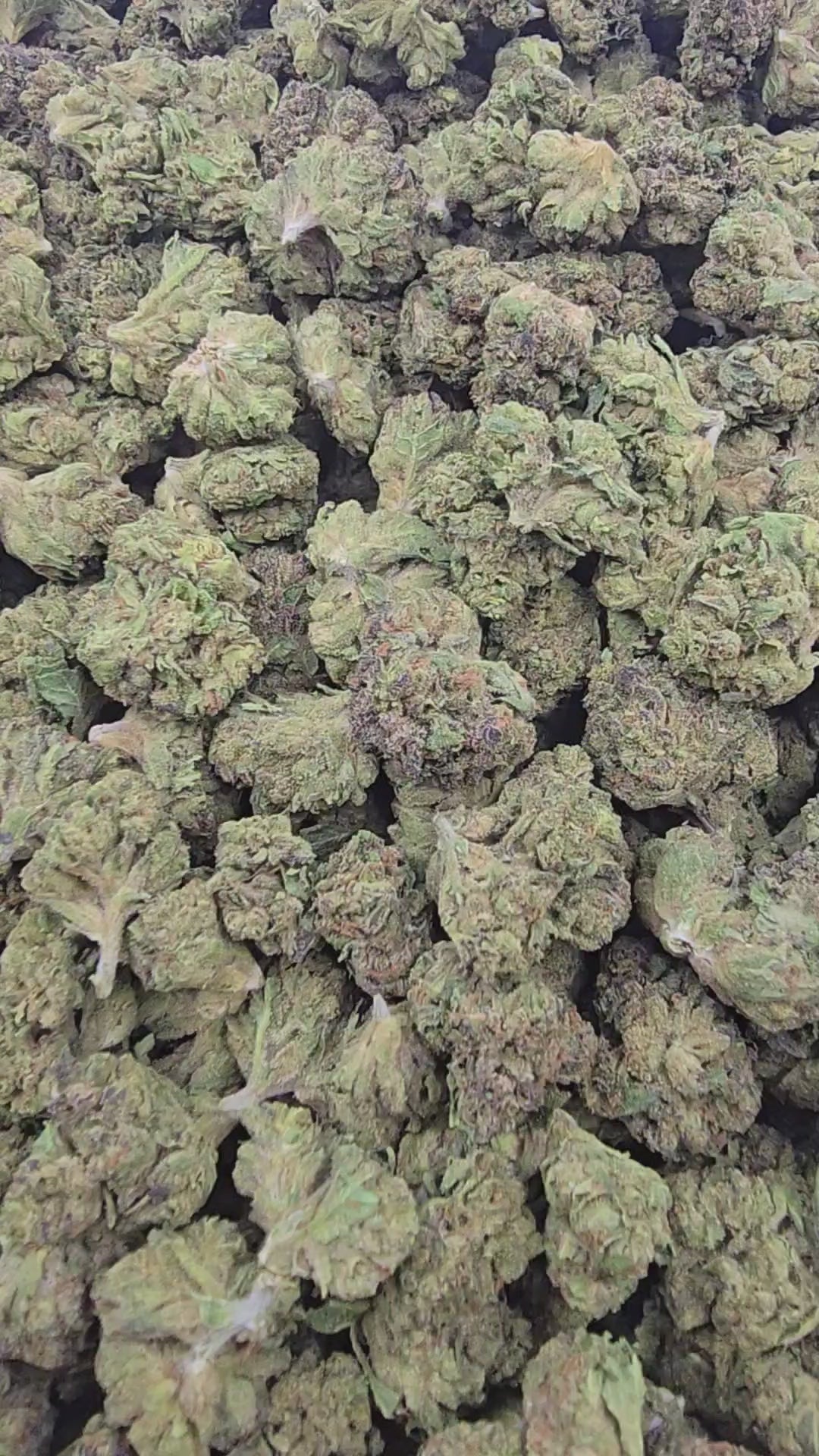 Load video: Permanent Marker | Budget Top Shelf | Flower | On Sale
