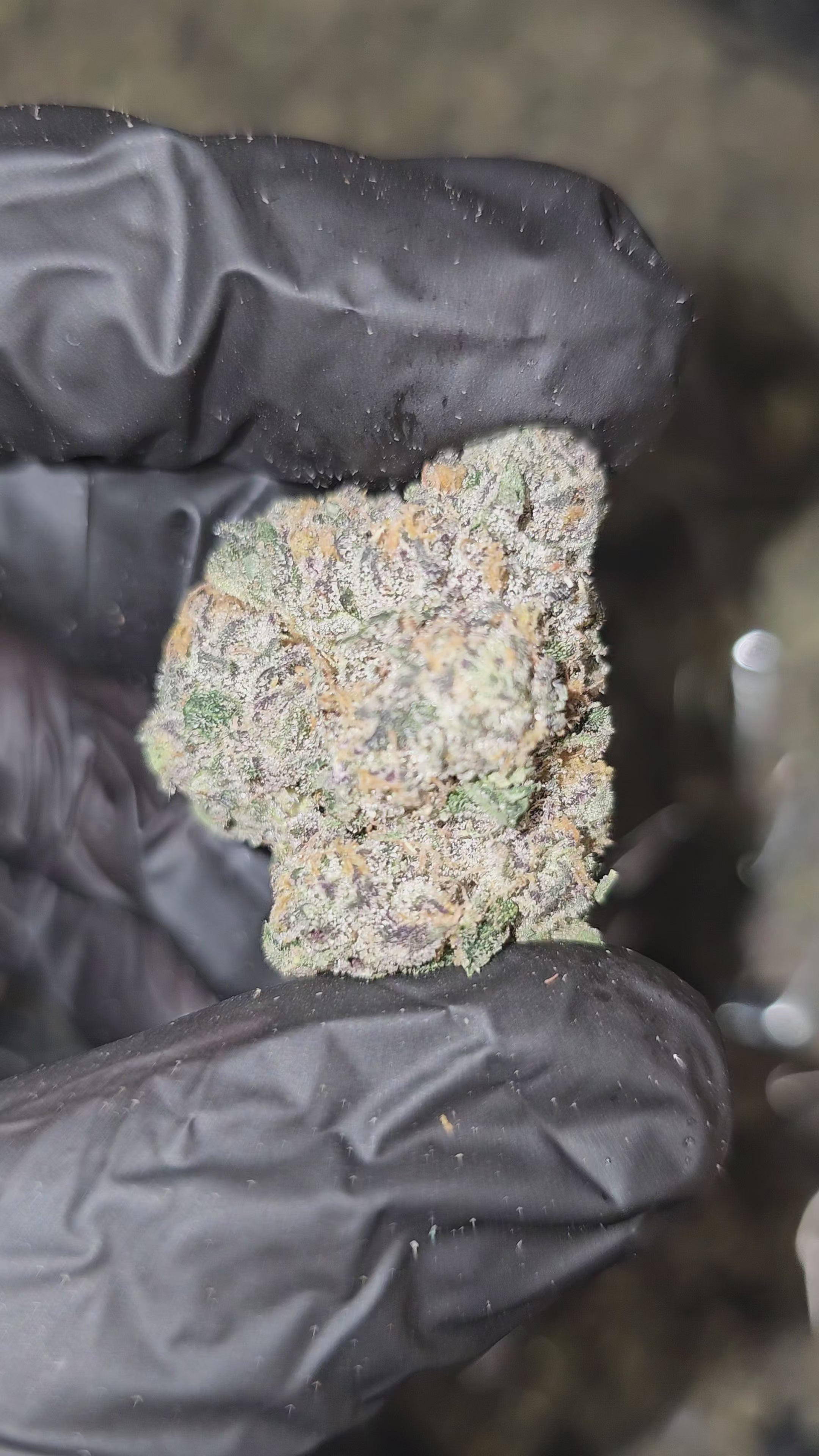 Candy Cartel | First Cut Exotics | Flower