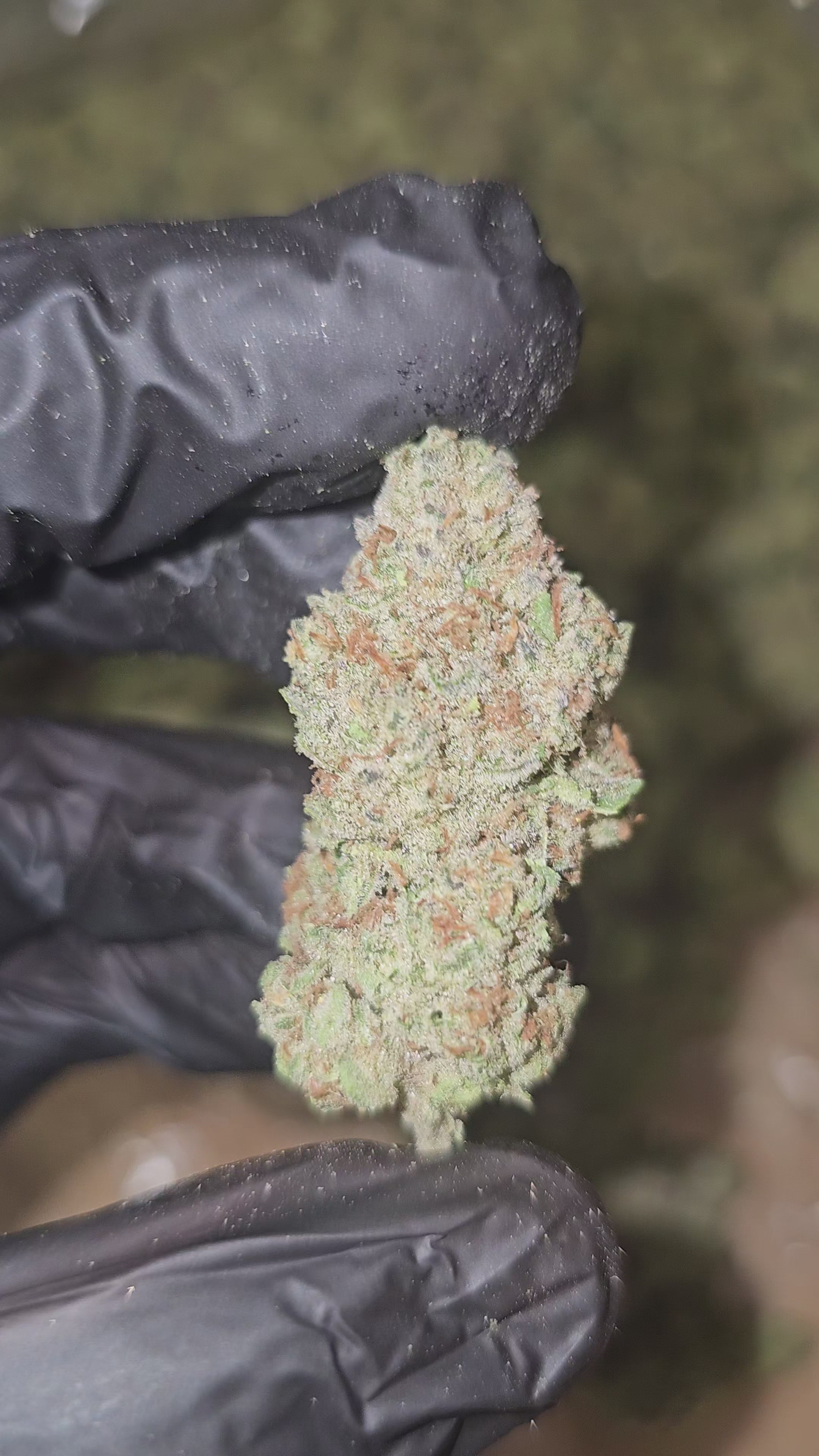 Orange Cream Pop | Top Shelf | 31% | Flower
