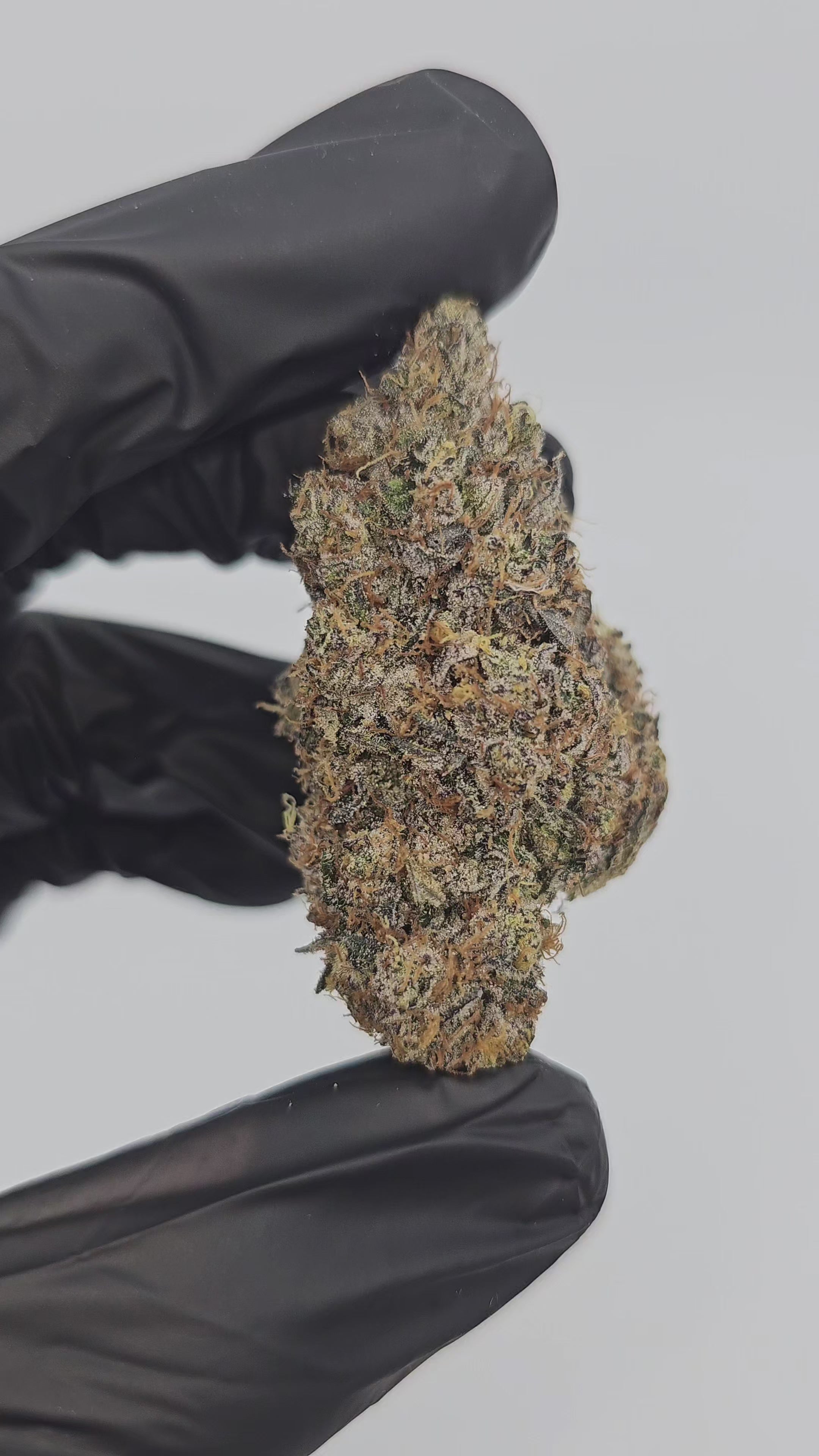 Peanut Butter Cookies | First Cut Exotics | 31% | Flower