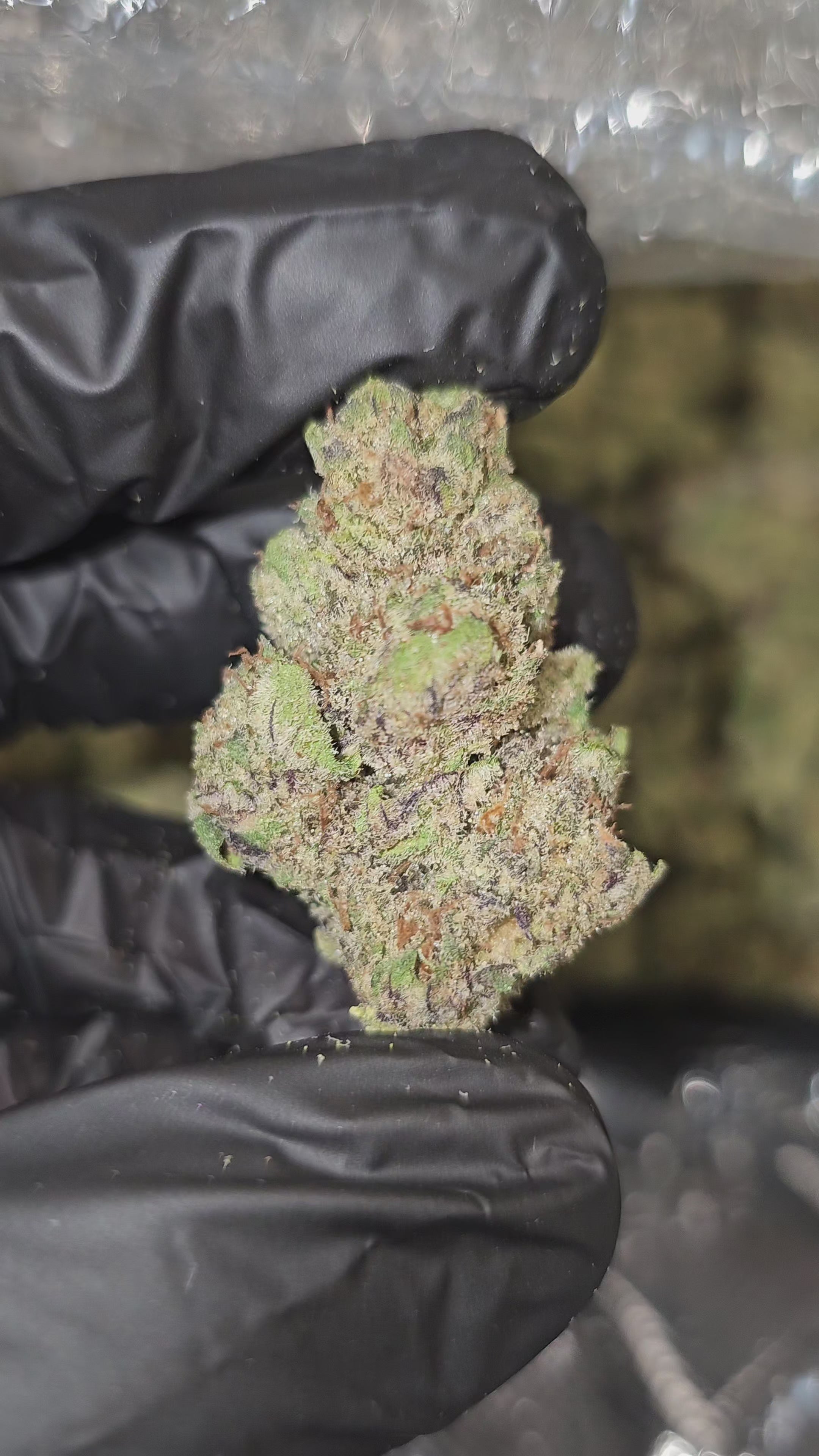 Pineapple Fruz | Top Shelf | Flower | ON SALE