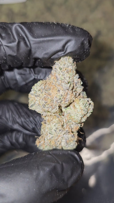 Watermelon Martini | First Cut Exotics | Flower