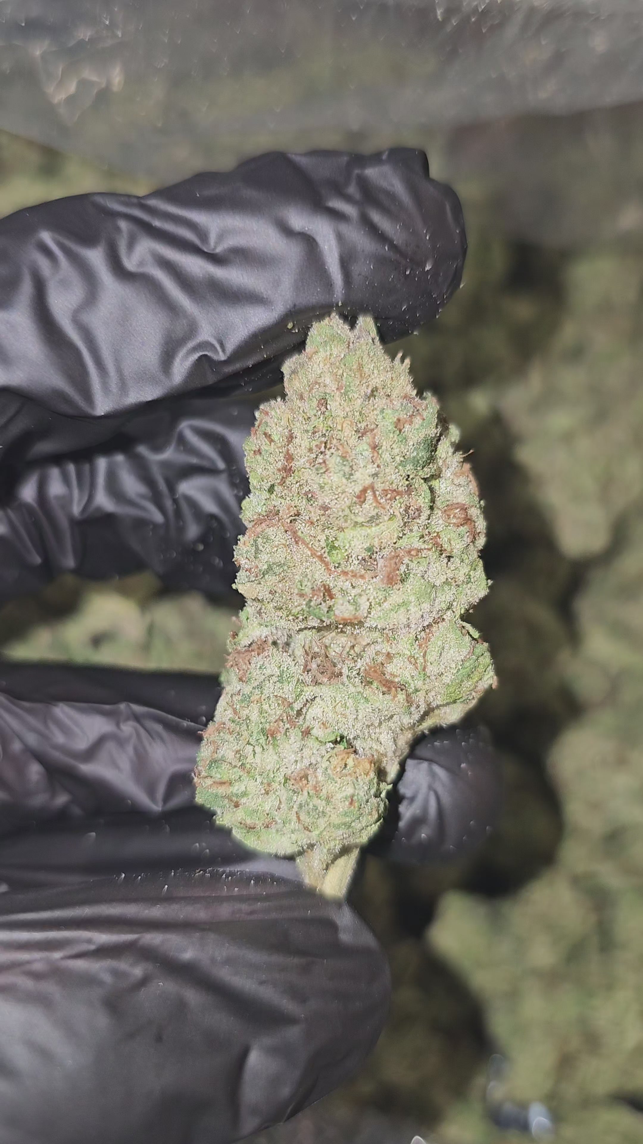 Papaya Pie | Top Tier | Flower