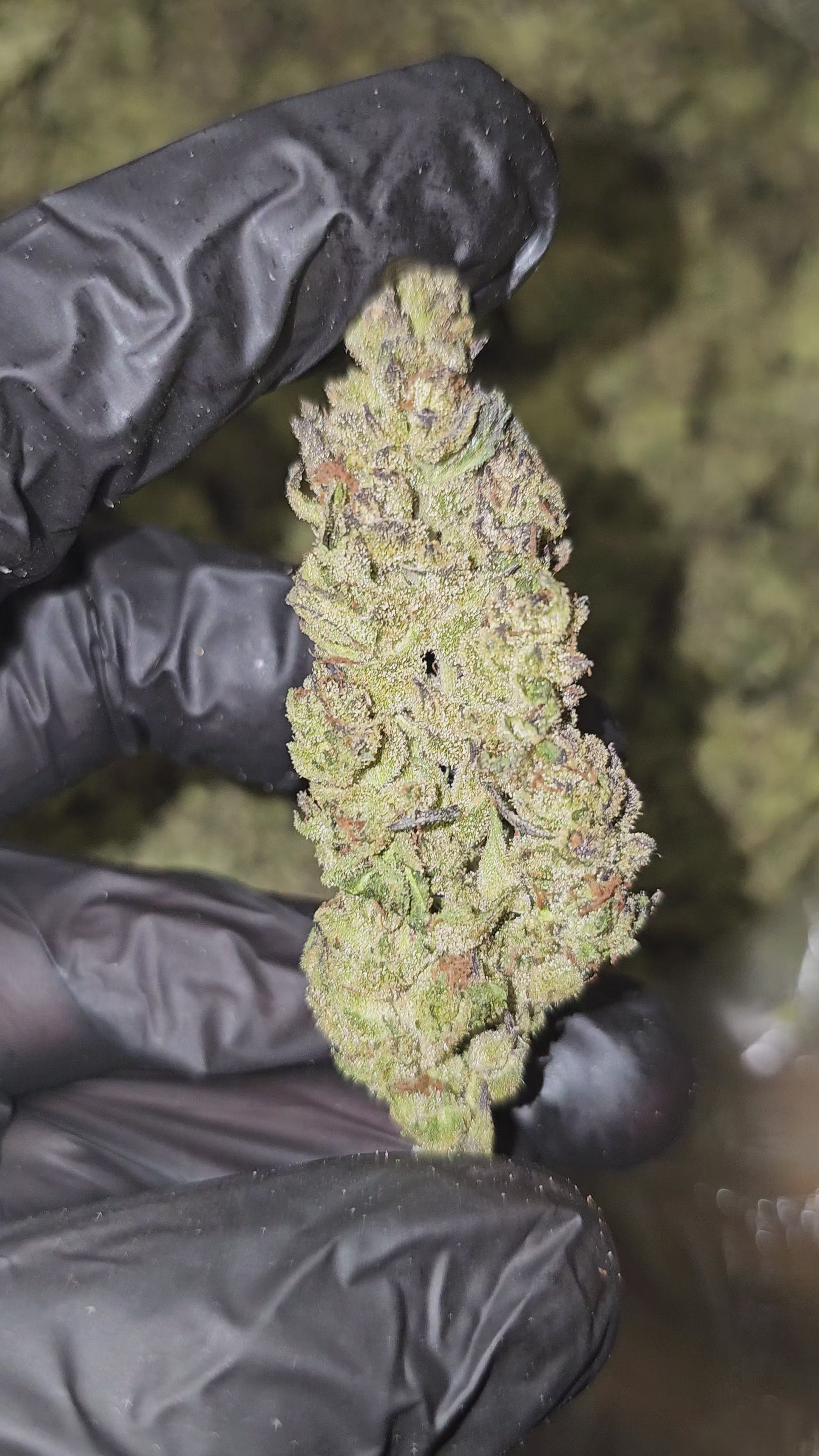 Sour Band | (Sour Diesel x Headband) | Top Shelf | Flower