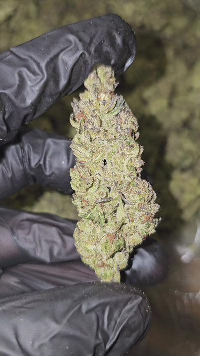 Sour Band | (Sour Diesel x Headband) | Top Shelf | Flower